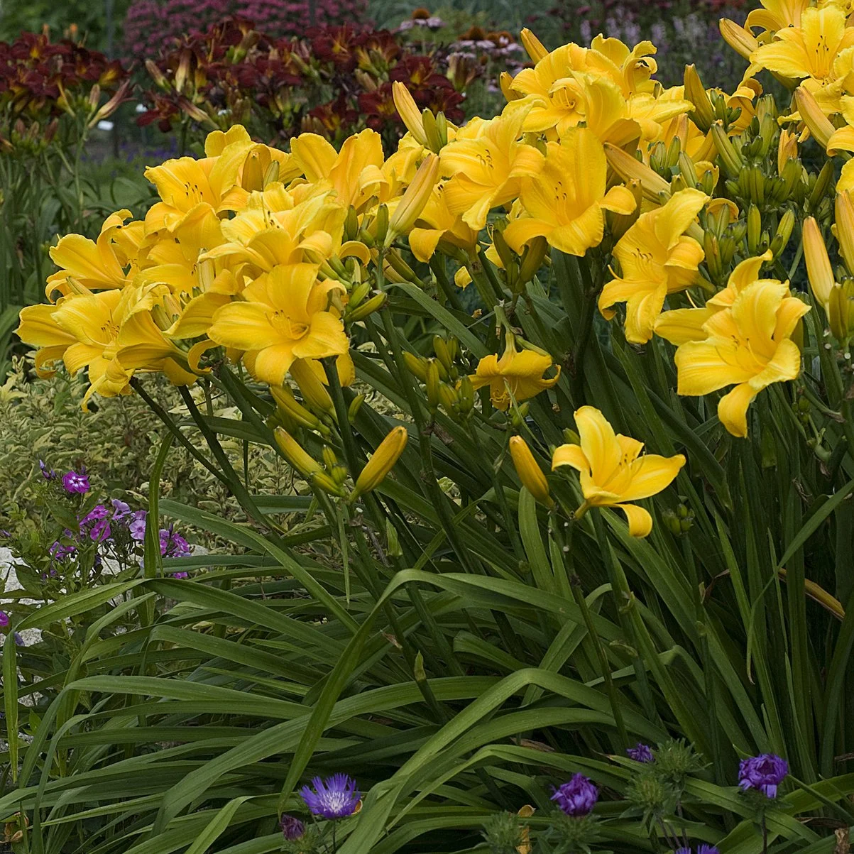 Hemerocallis 'Buttered Popcorn' 0000 high res.jpg