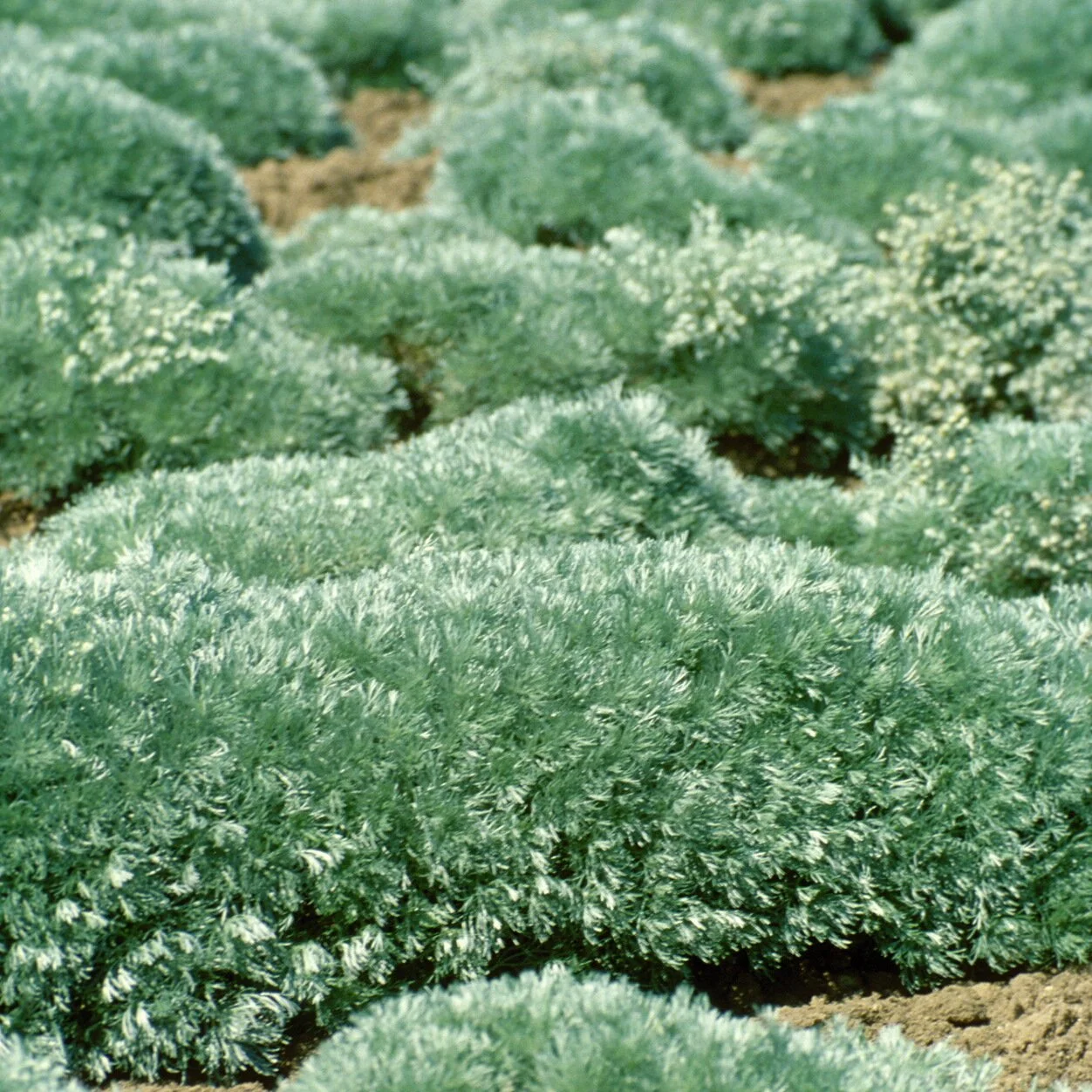 Artemisia schmidtiana 'Silver Mound' 0001 high res.jpg