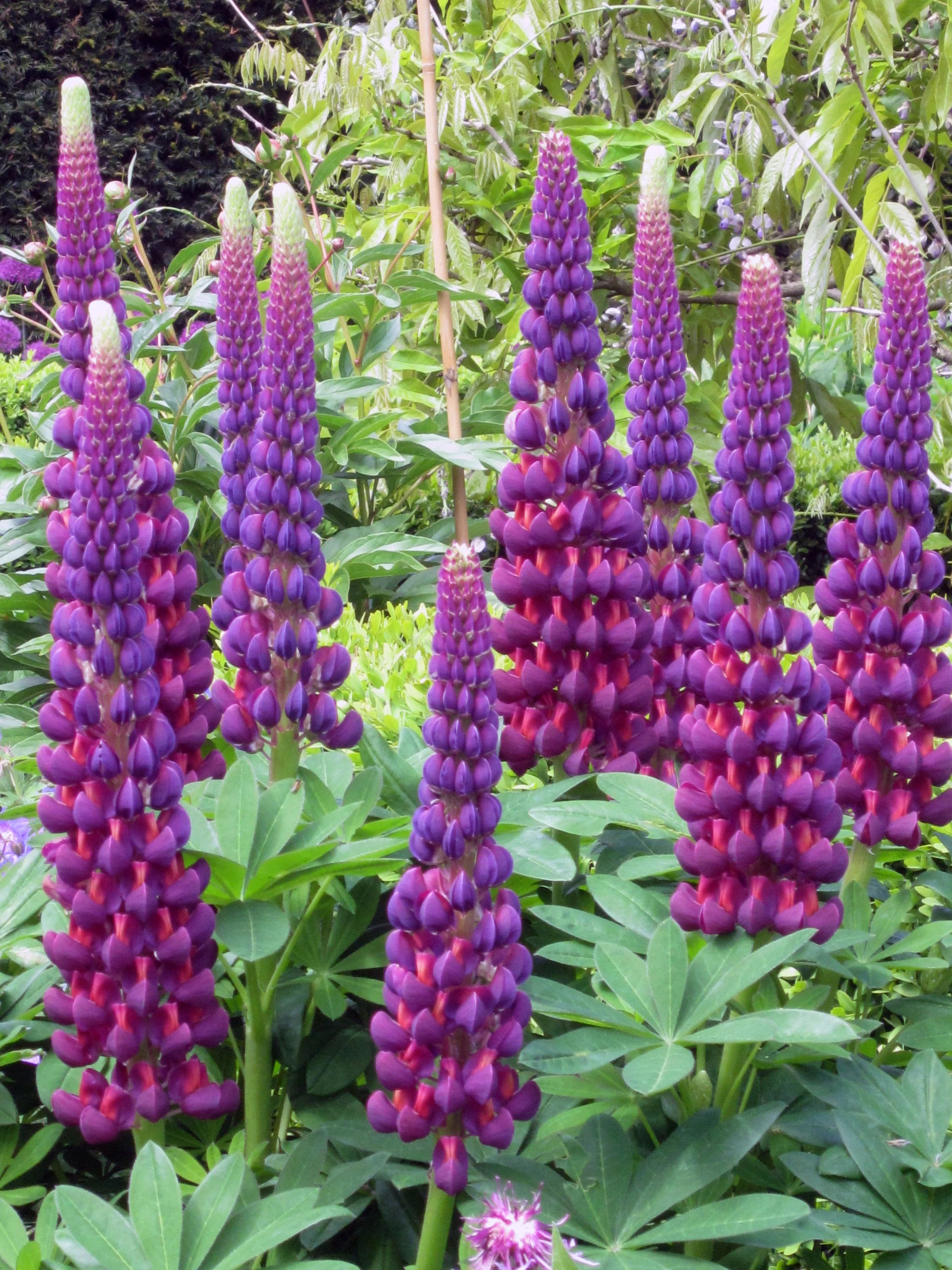 Lupinus polyphyllus 'Masterpiece'