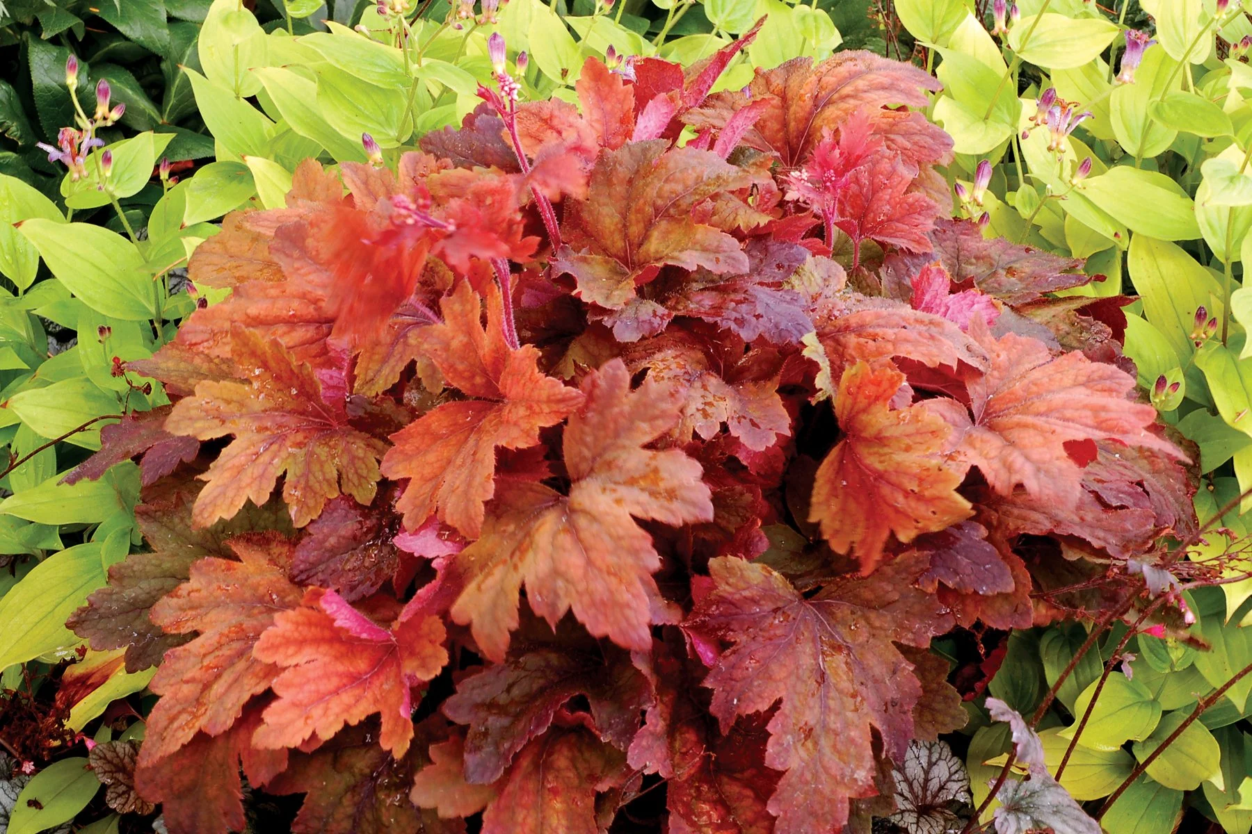 Heucherella-Sweet-Tea-2.jpg