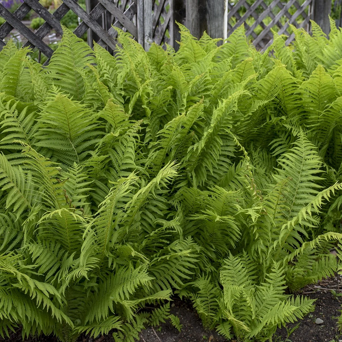 Matteuccia struthiopteris (Ostrich Fern)