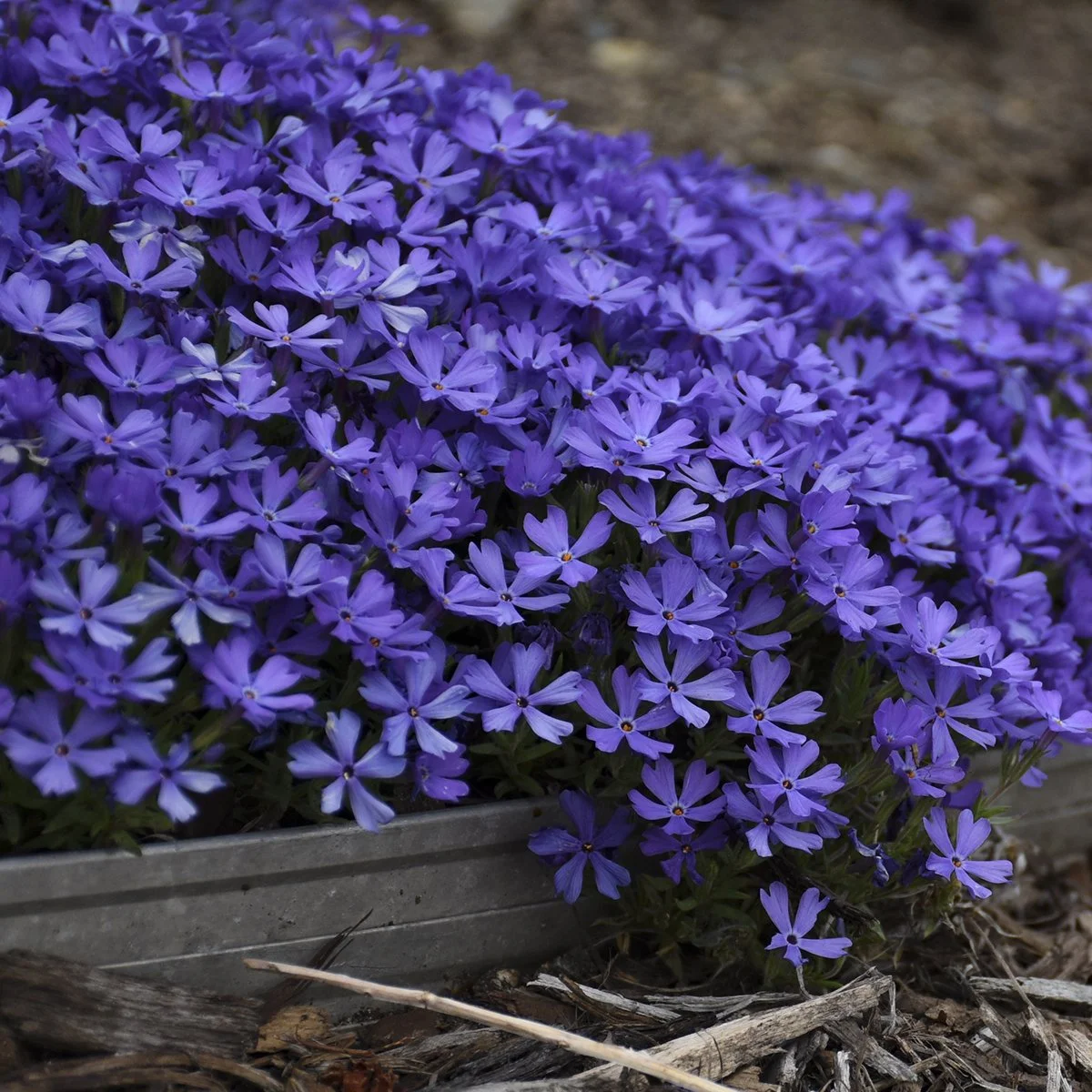 Phlox 'Violet Pinwheels' PP25884 0001 high res.jpg