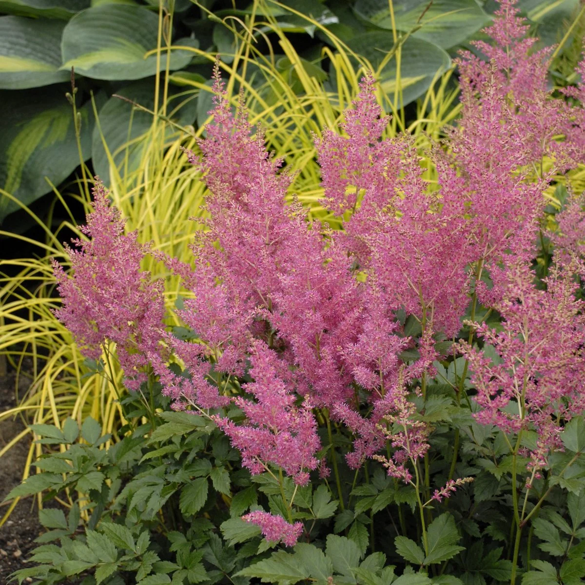 Astilbe 'Rheinland' 0000 high res.jpg