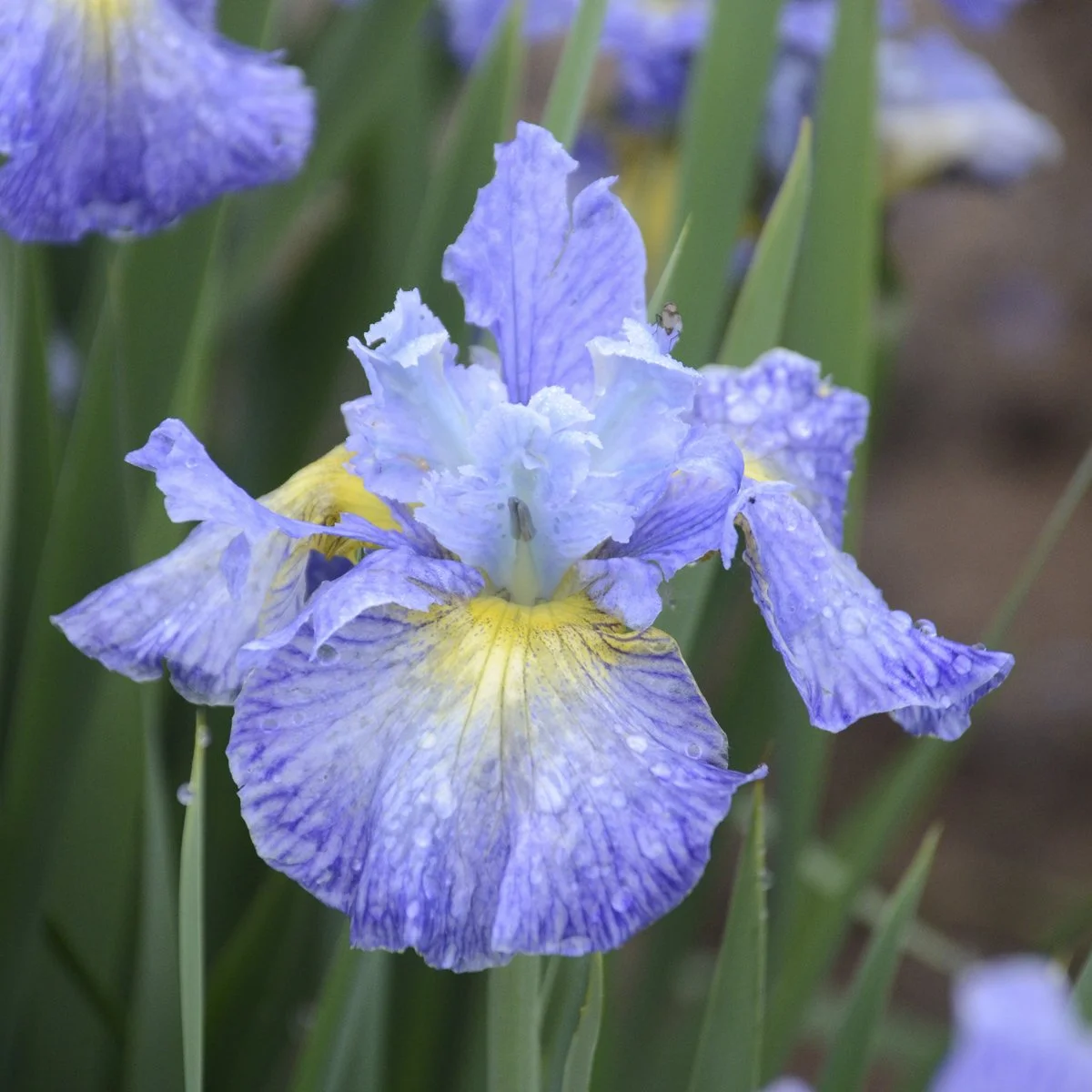 Iris sibirica 'Cape Cod Boys'