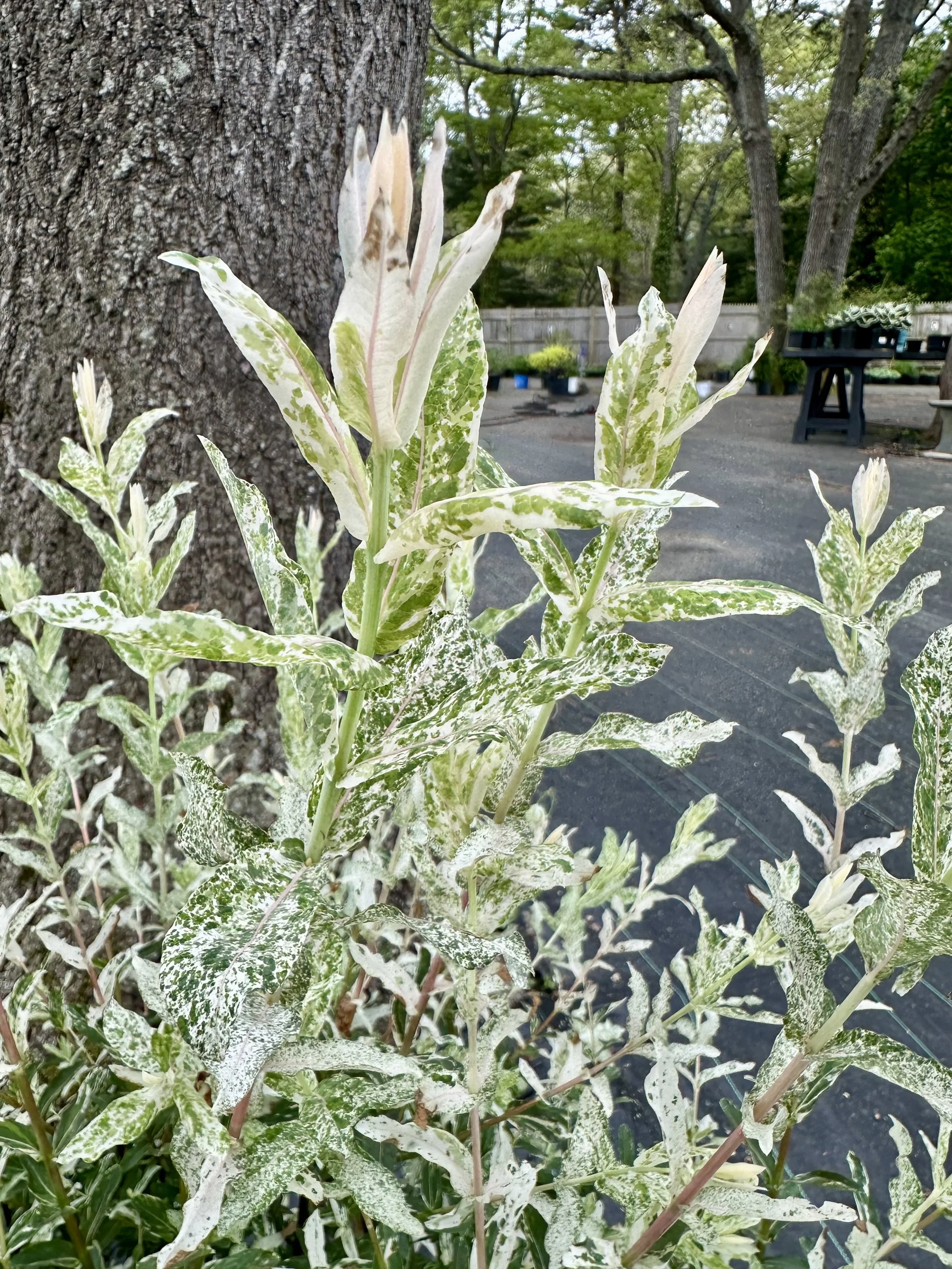 Salix integra 'Hakuro Nishiki'