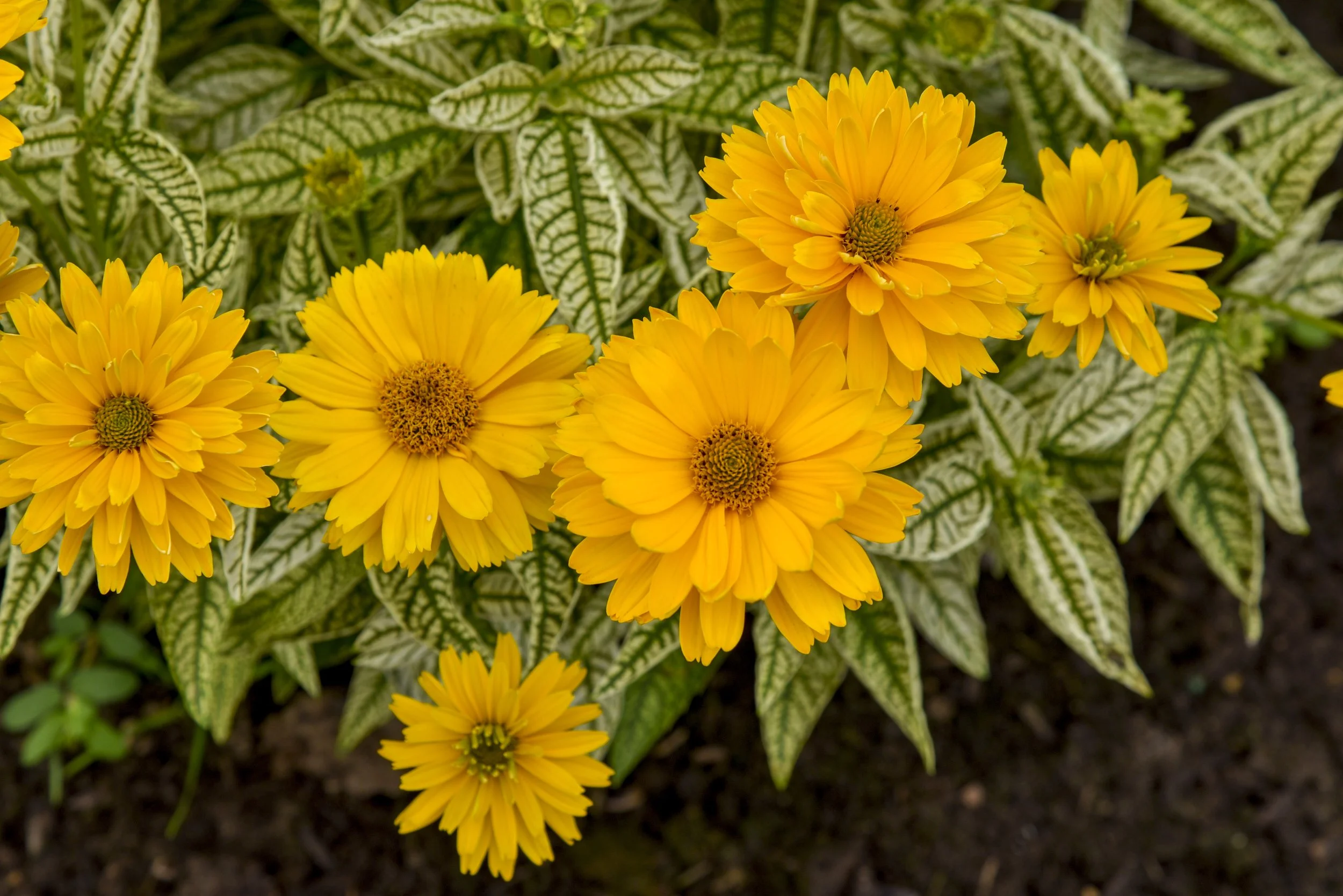 heliopsis_bit_of_honey_apj21_5.jpg
