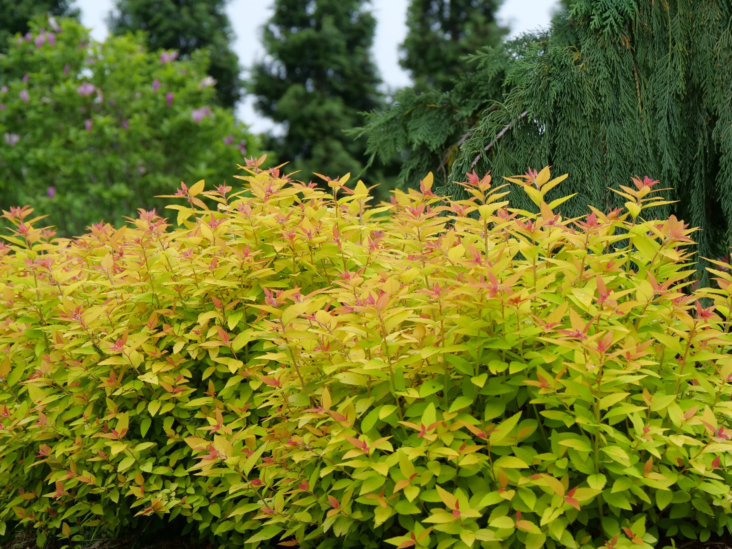 spiraea_double_play_candy_corn_p1075830.jpg