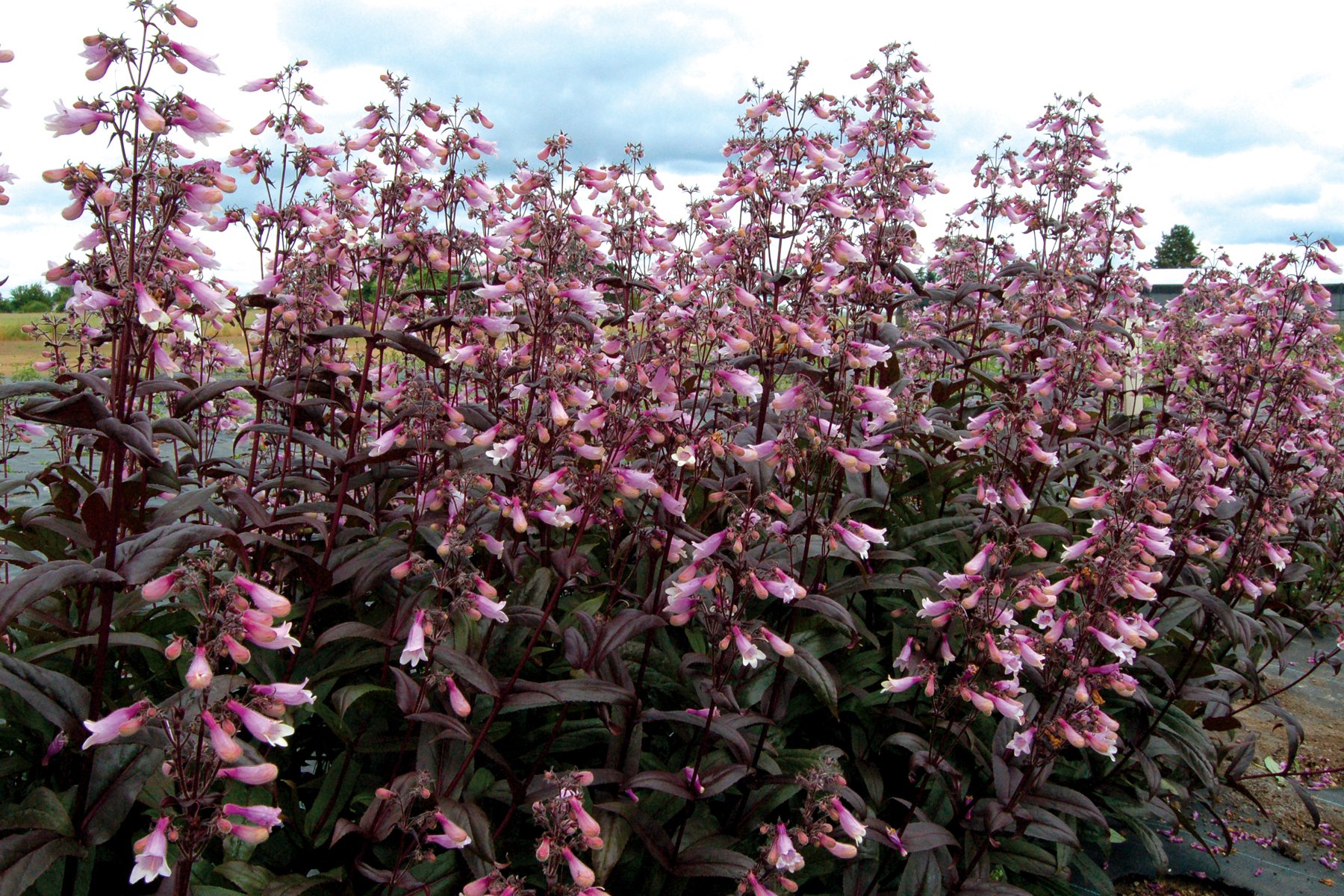 Penstemon-Dark-Towers-1.jpg
