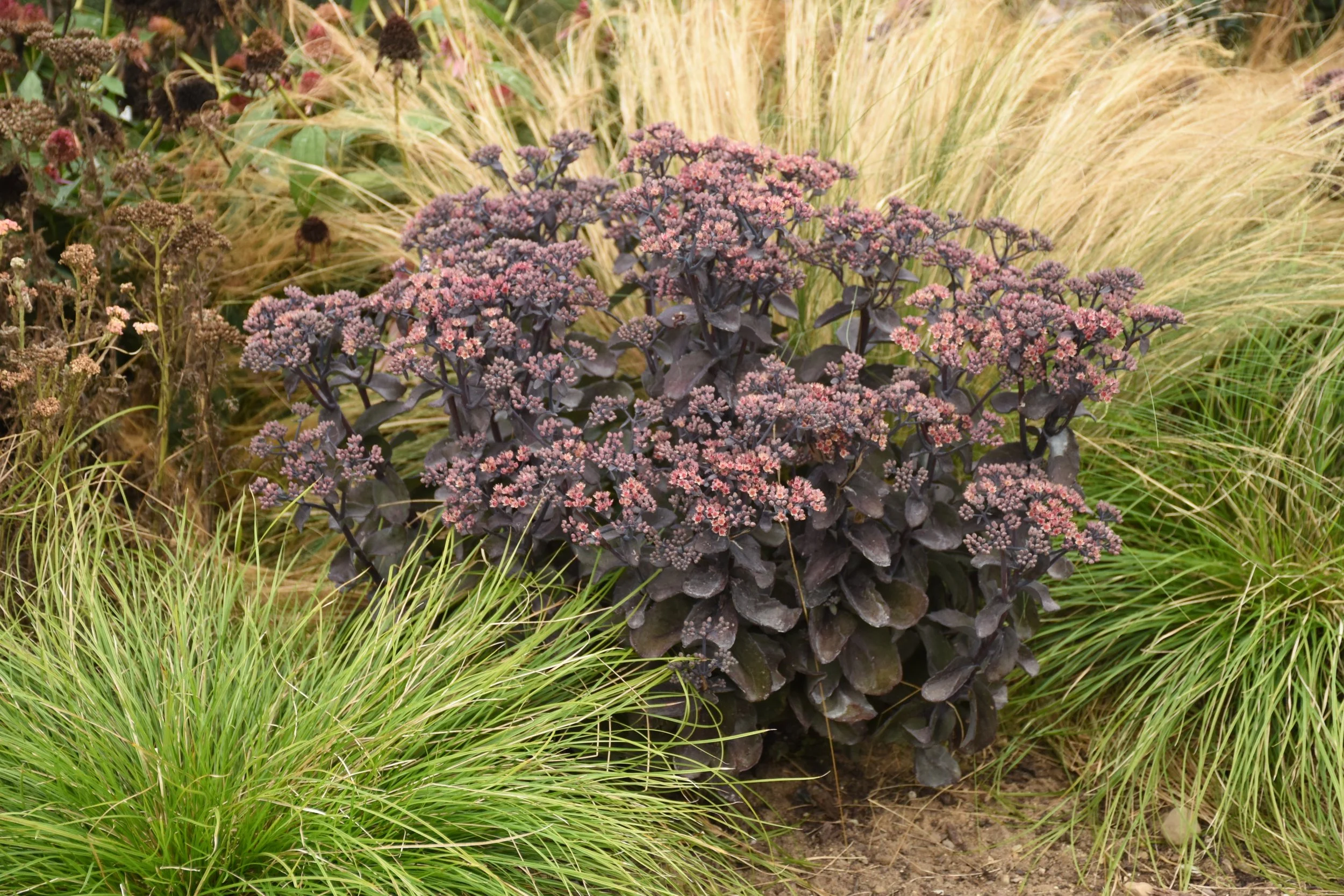 sedum_back_in_black_cjw20_13.jpg