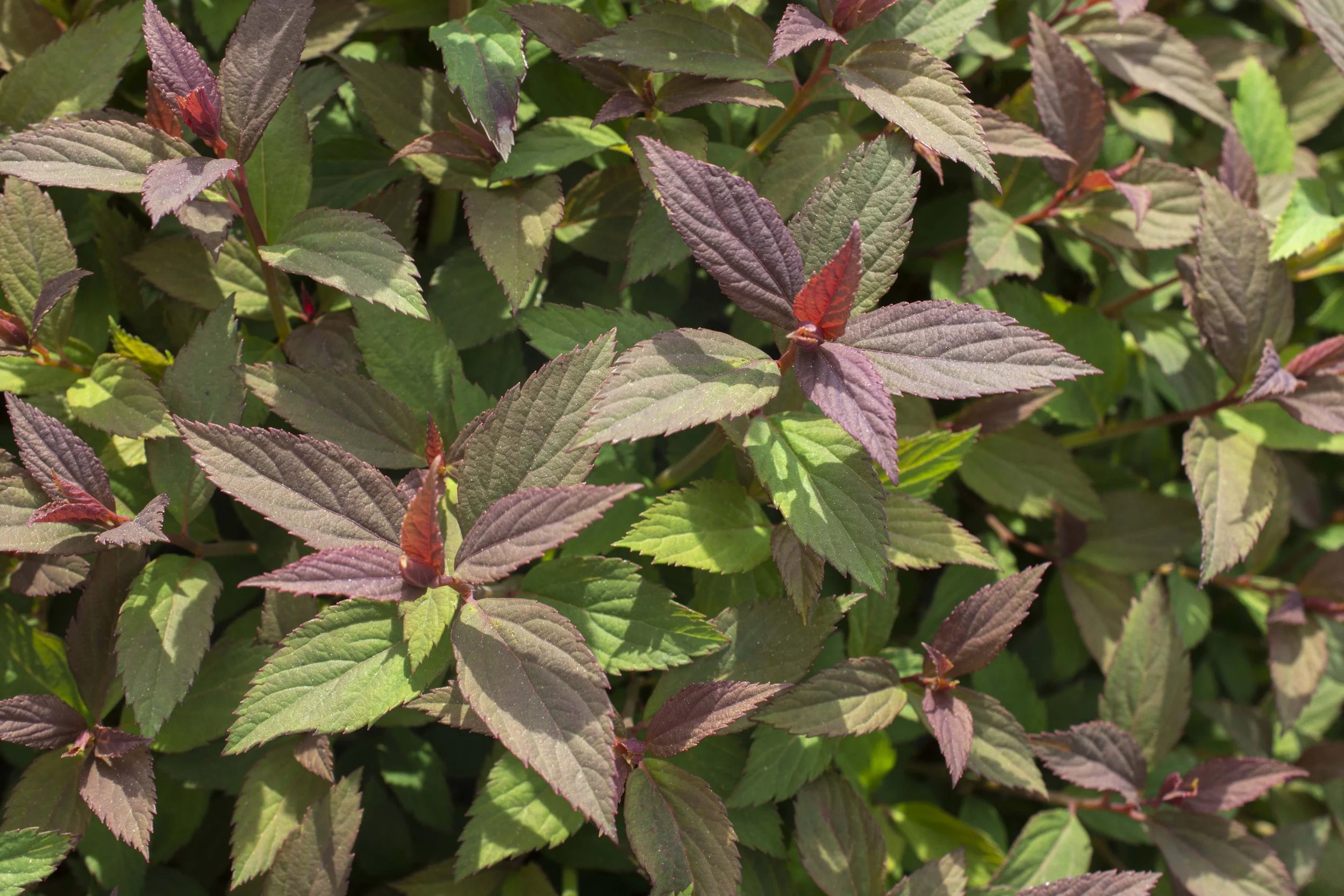 Spiraea_EmpireIceDragon_Foliage_002.jpg