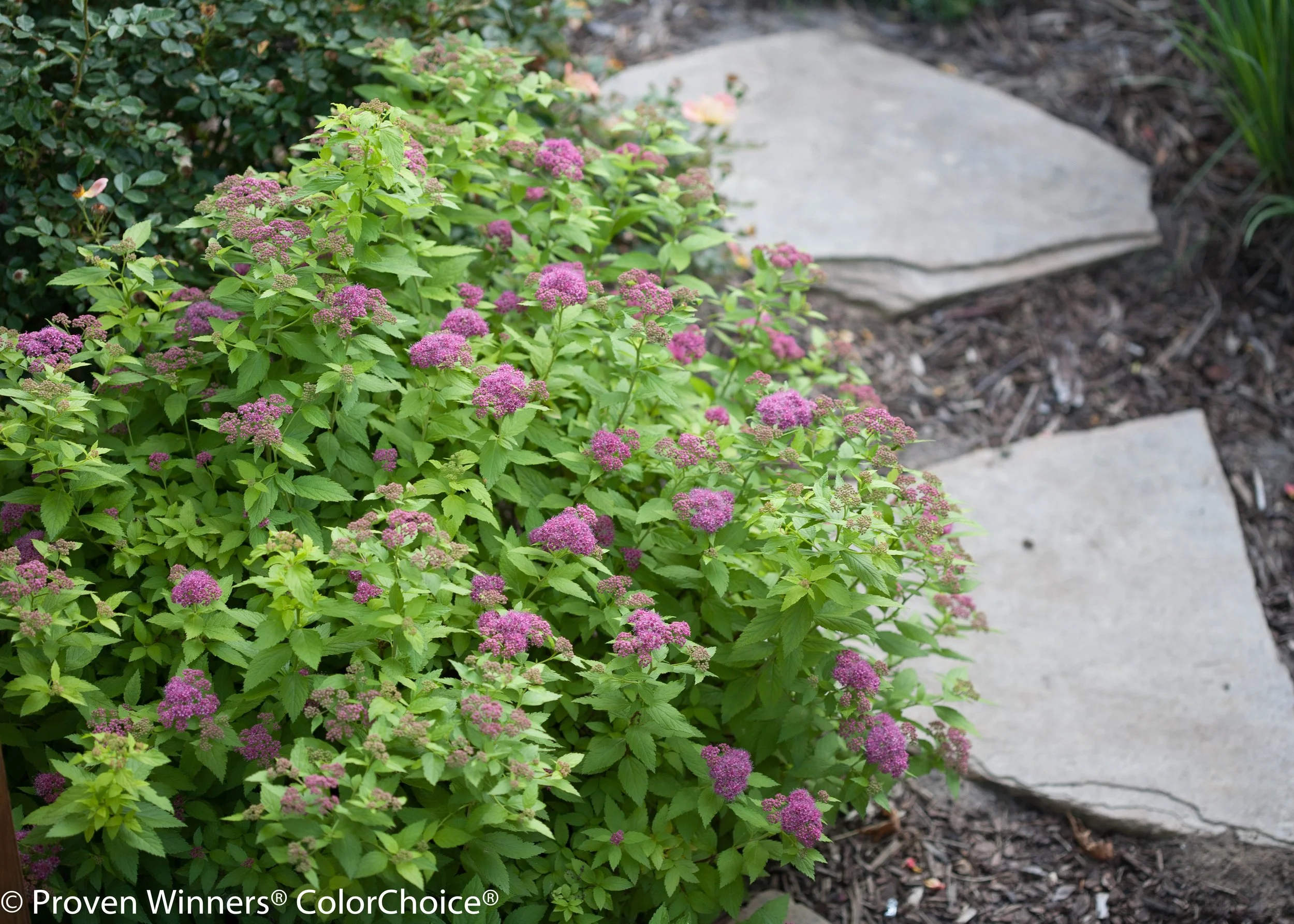 double_play_big_gold_spirea-7175.jpg