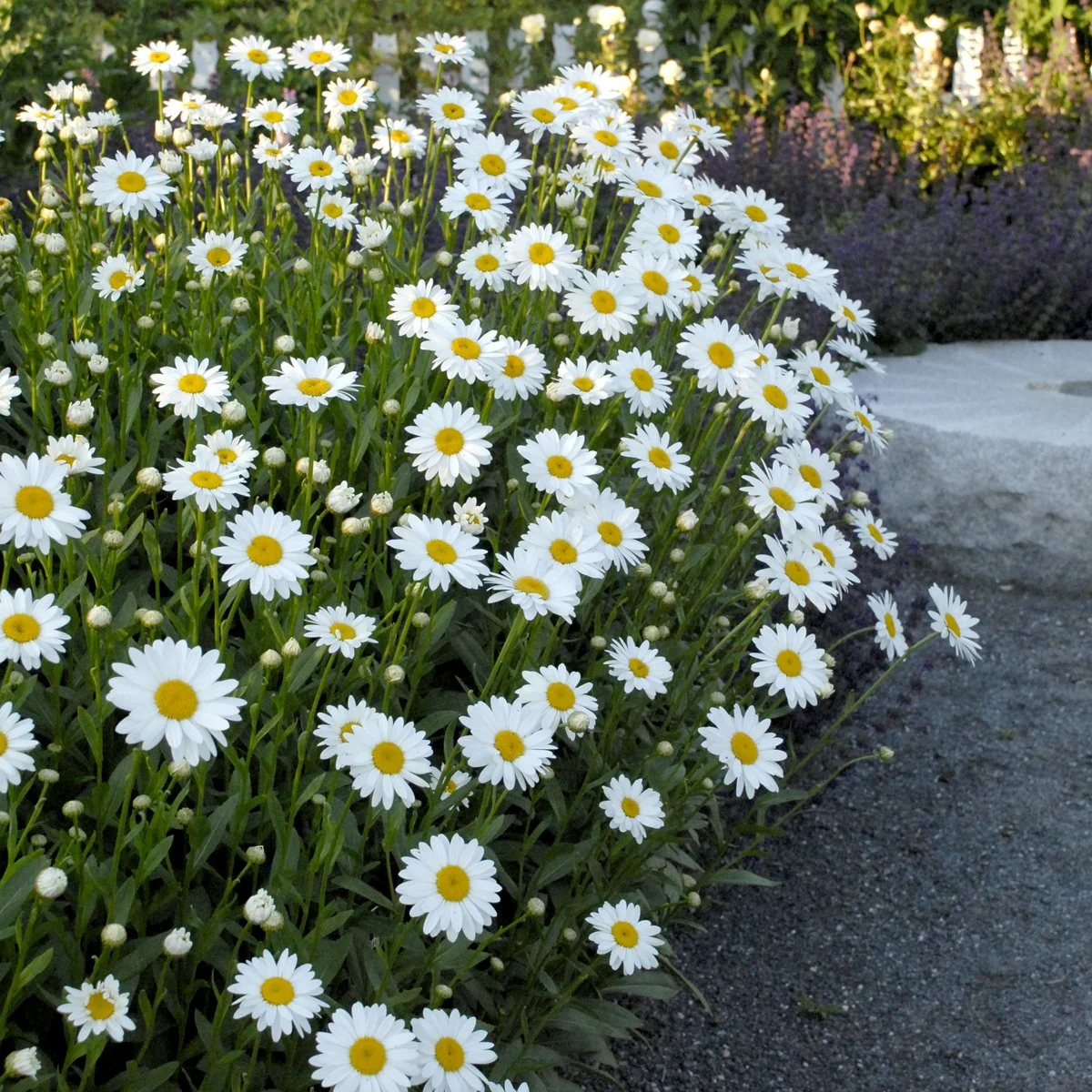 Leucanthemum superbum 'Becky' 0003 high res.jpg