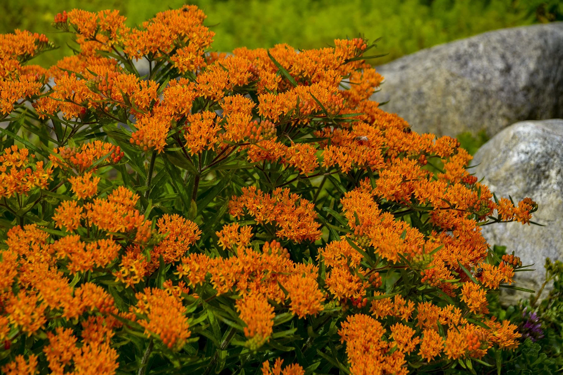 Asclepias tuberosa (Butterfly Milkweed)