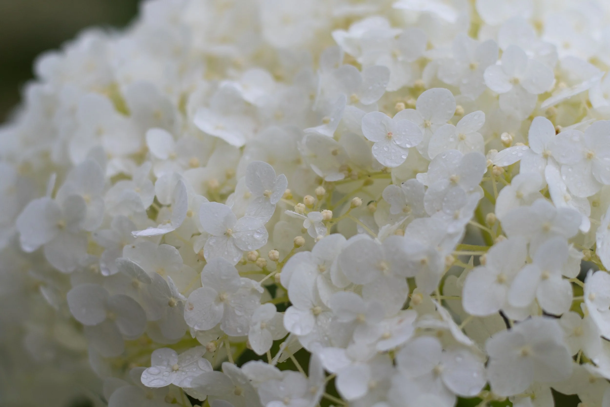 sonja-kalee-hydrangea-annabelle-5385059.jpg