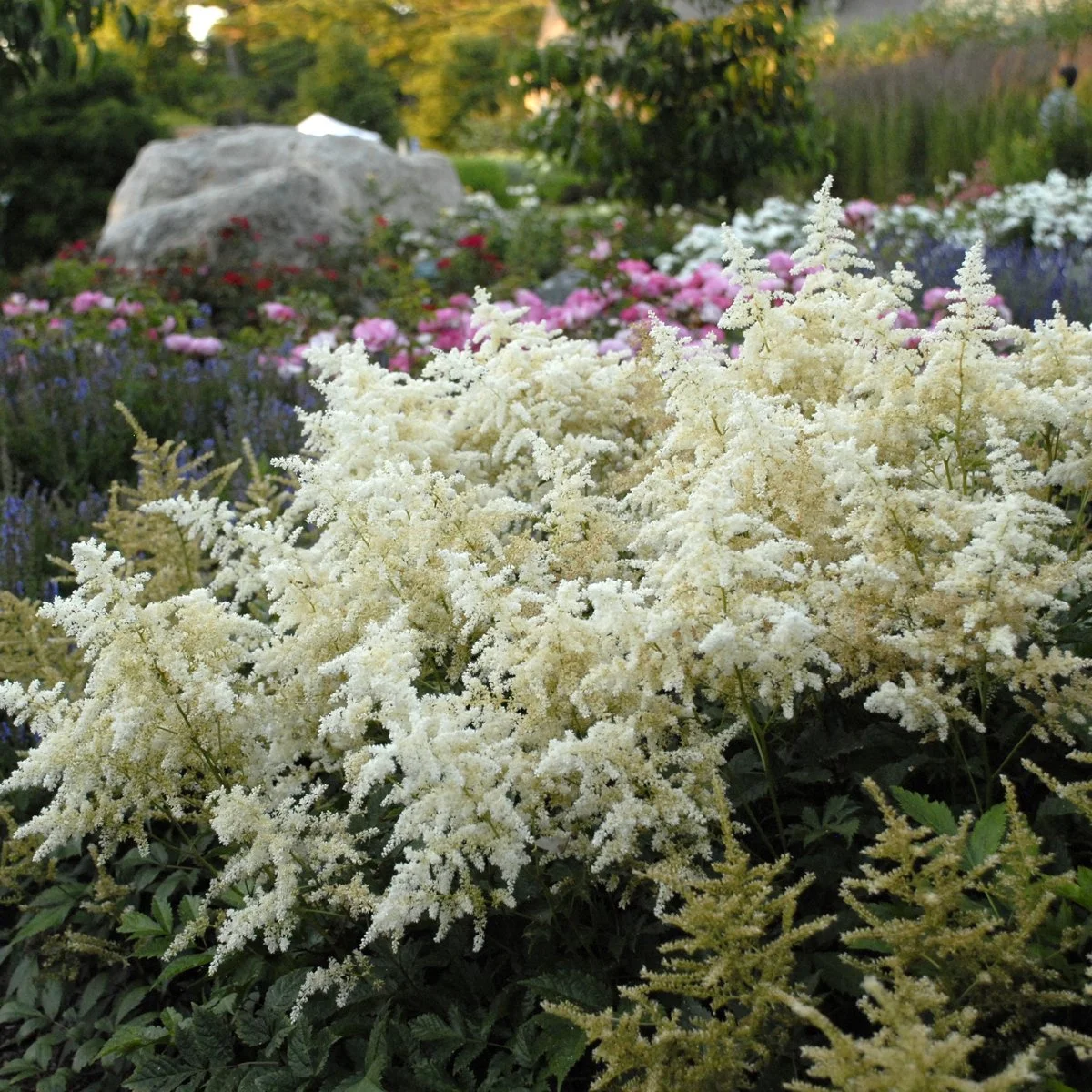 Astilbe 'Deutschland' 0001 high res.jpg
