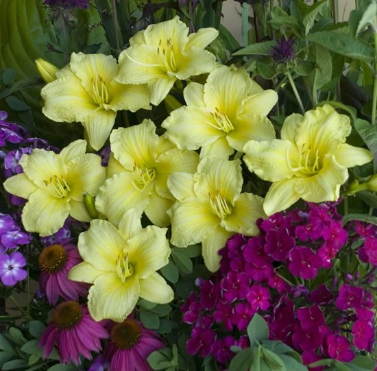 Hemerocallis 'Going Bananas'