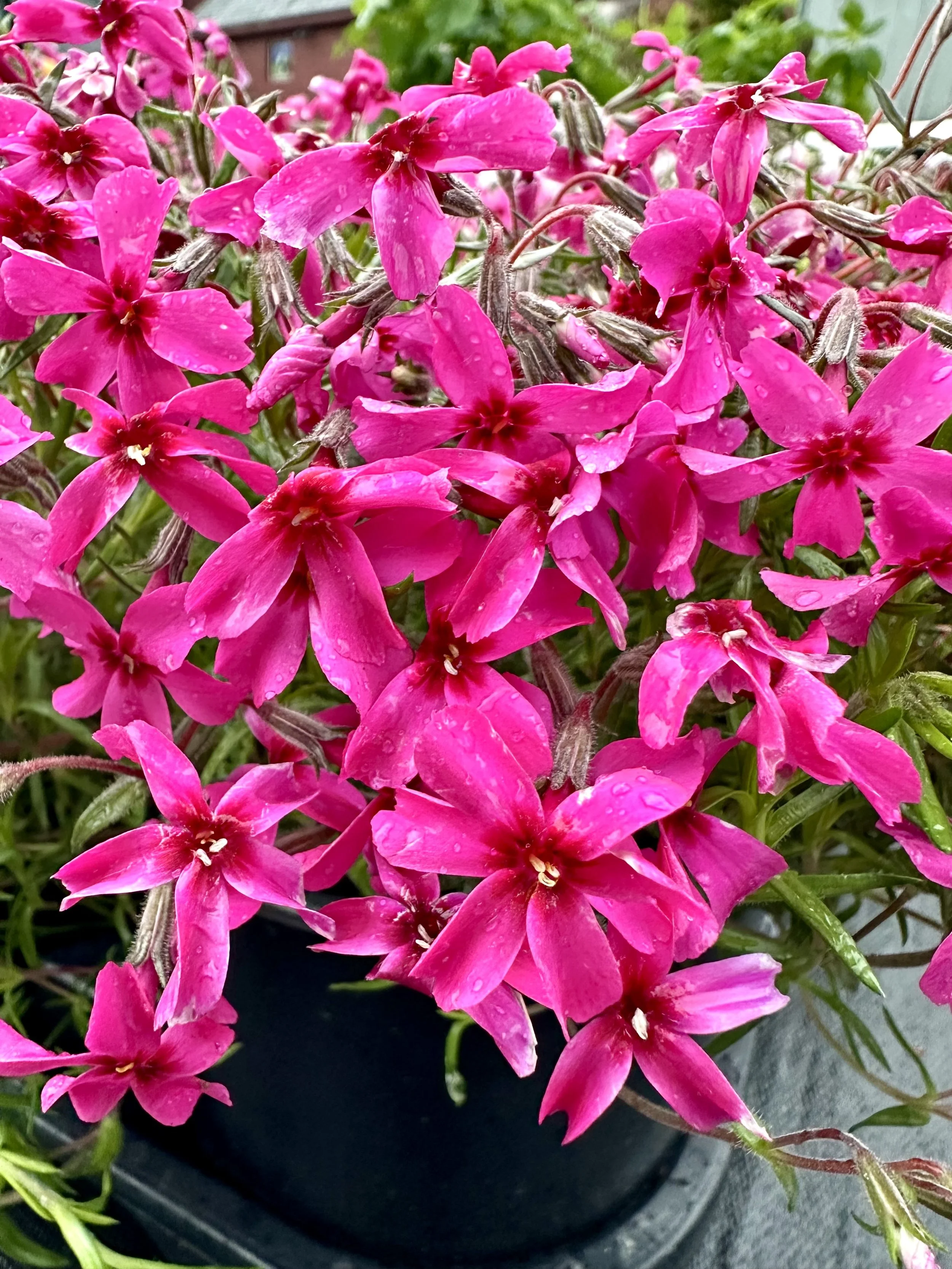 Phlox subulata 'Scarlet Flame'