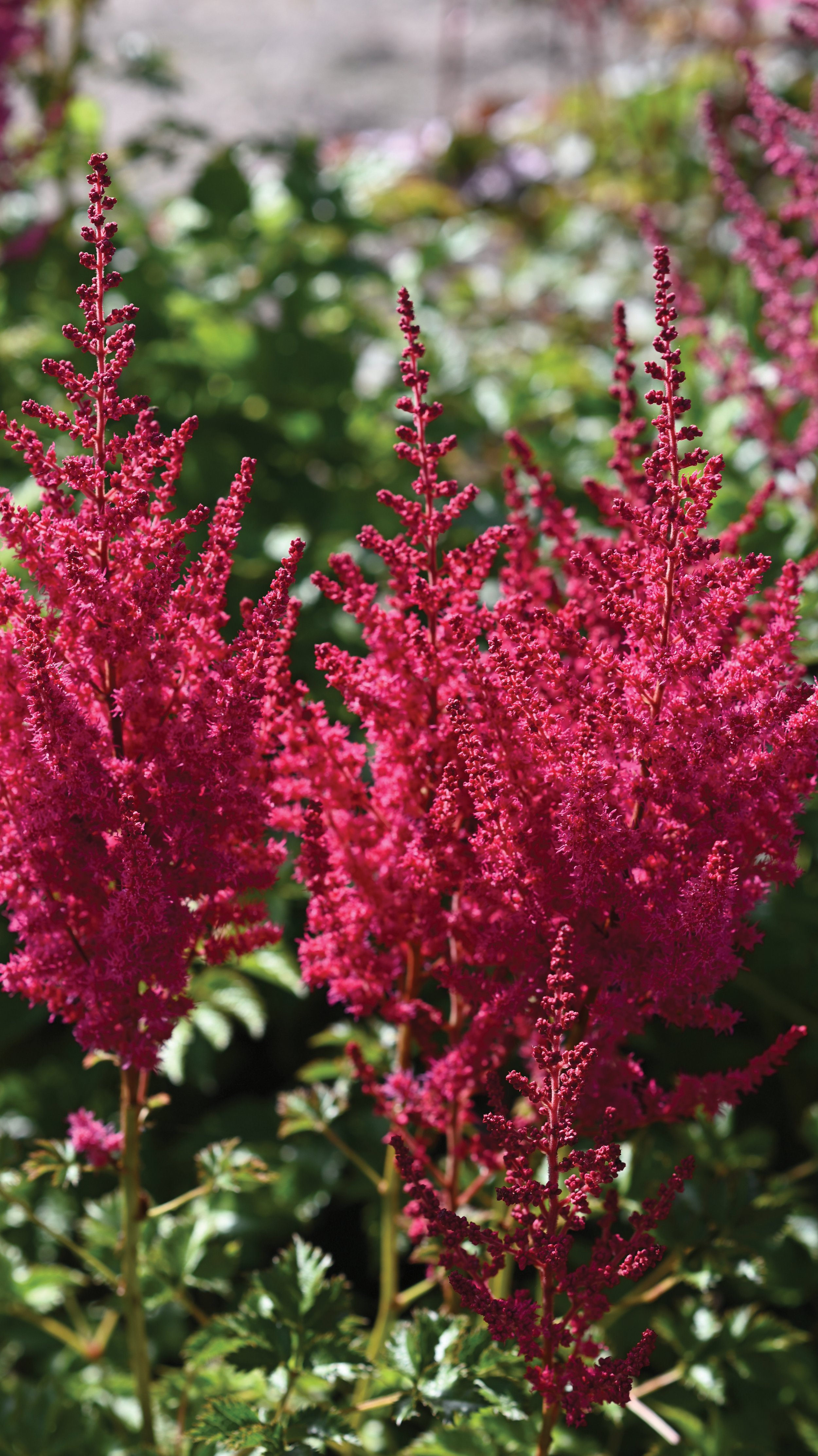 Astilbe chinensis 'You and Me Forever'
