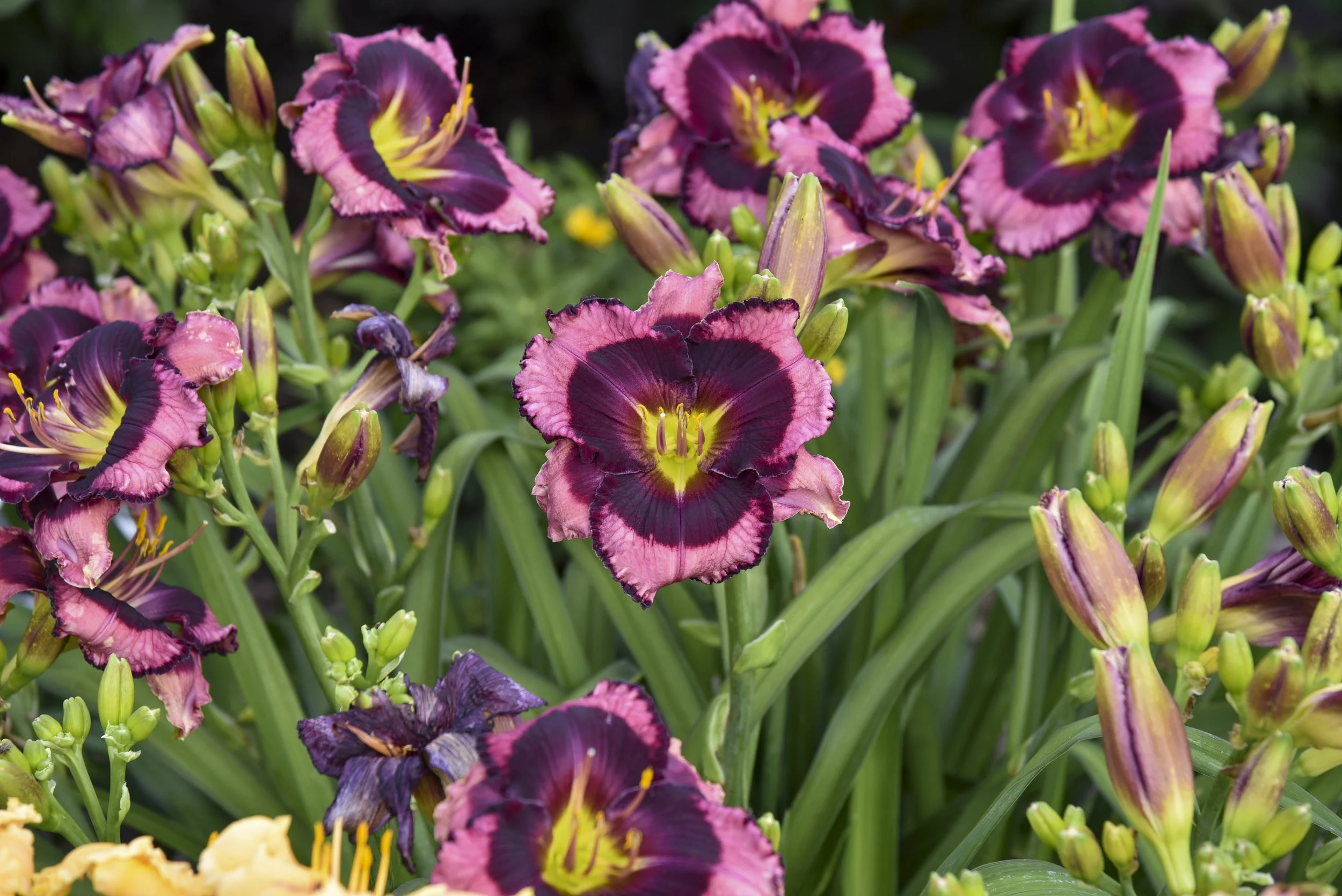 Hemerocallis 'Storm Shelter'