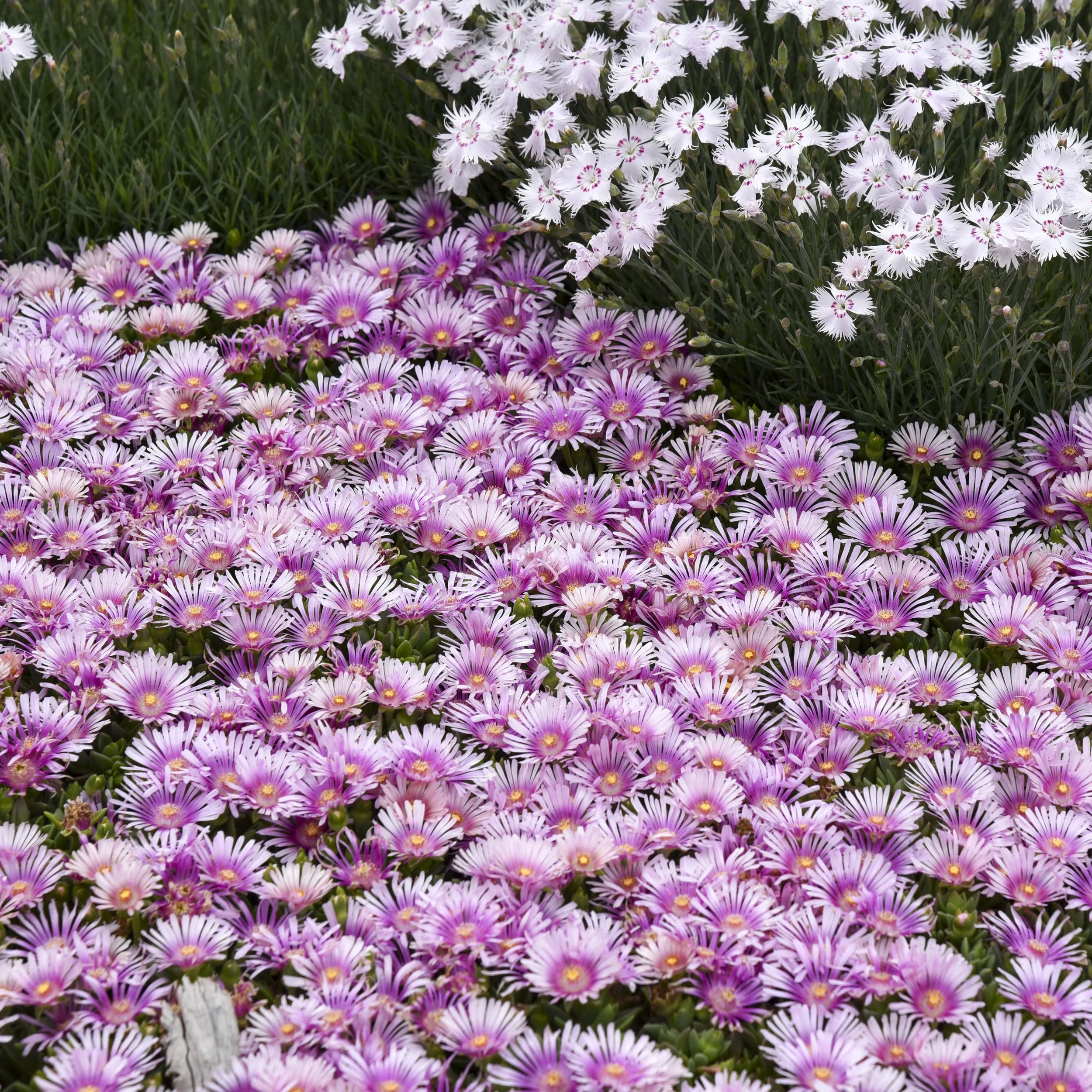Delosperma 'Pink Radiance' PP36241 0002 high res.jpg