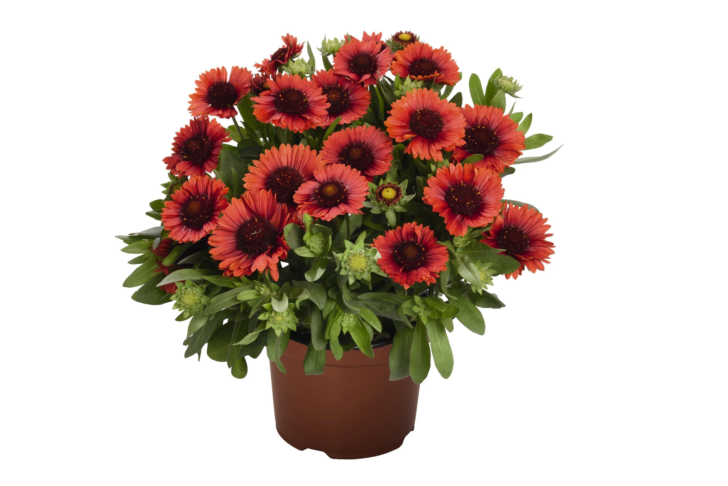 Gaillardia aristata 'Spintop Red'