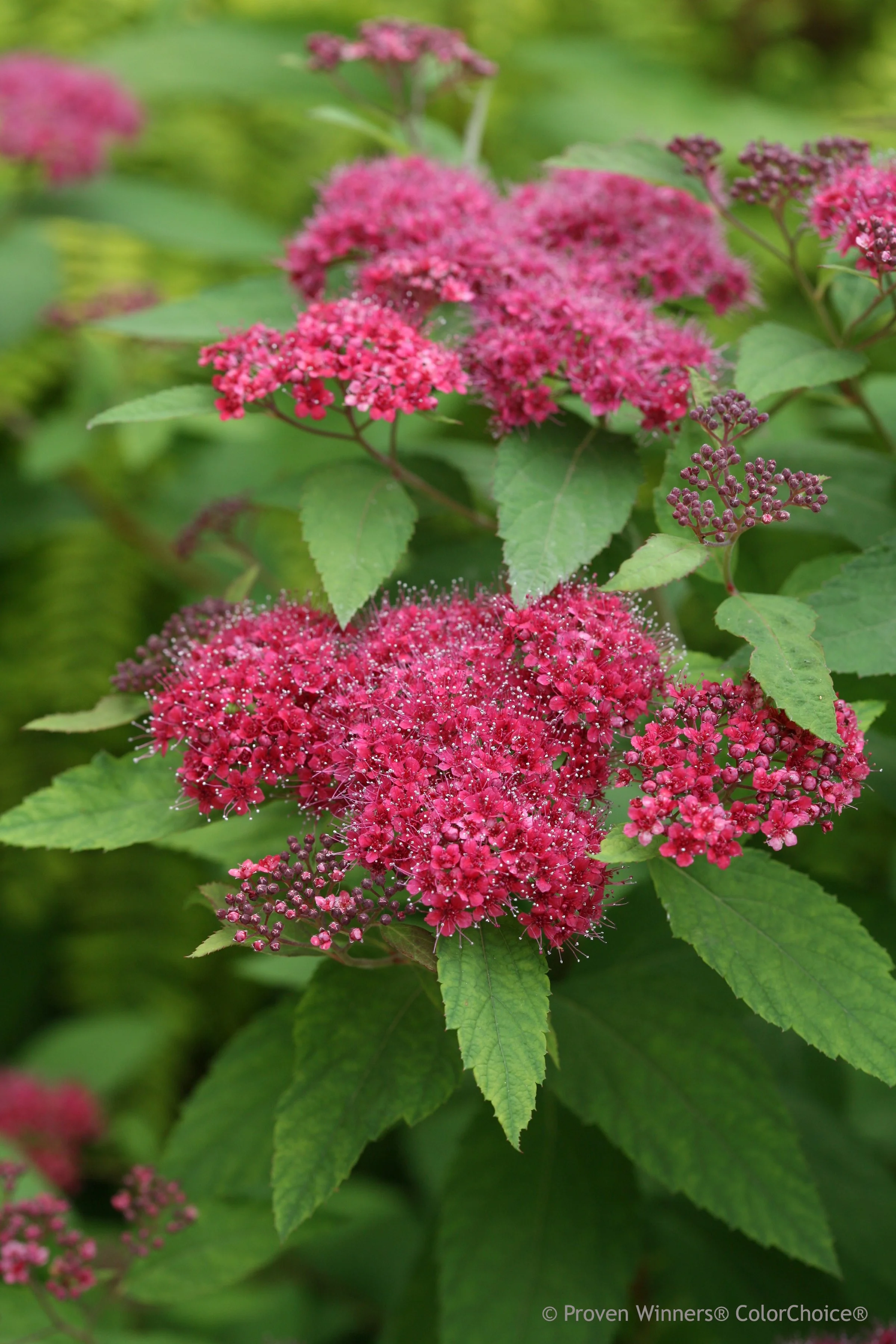 double_play_red_spirea.jpg