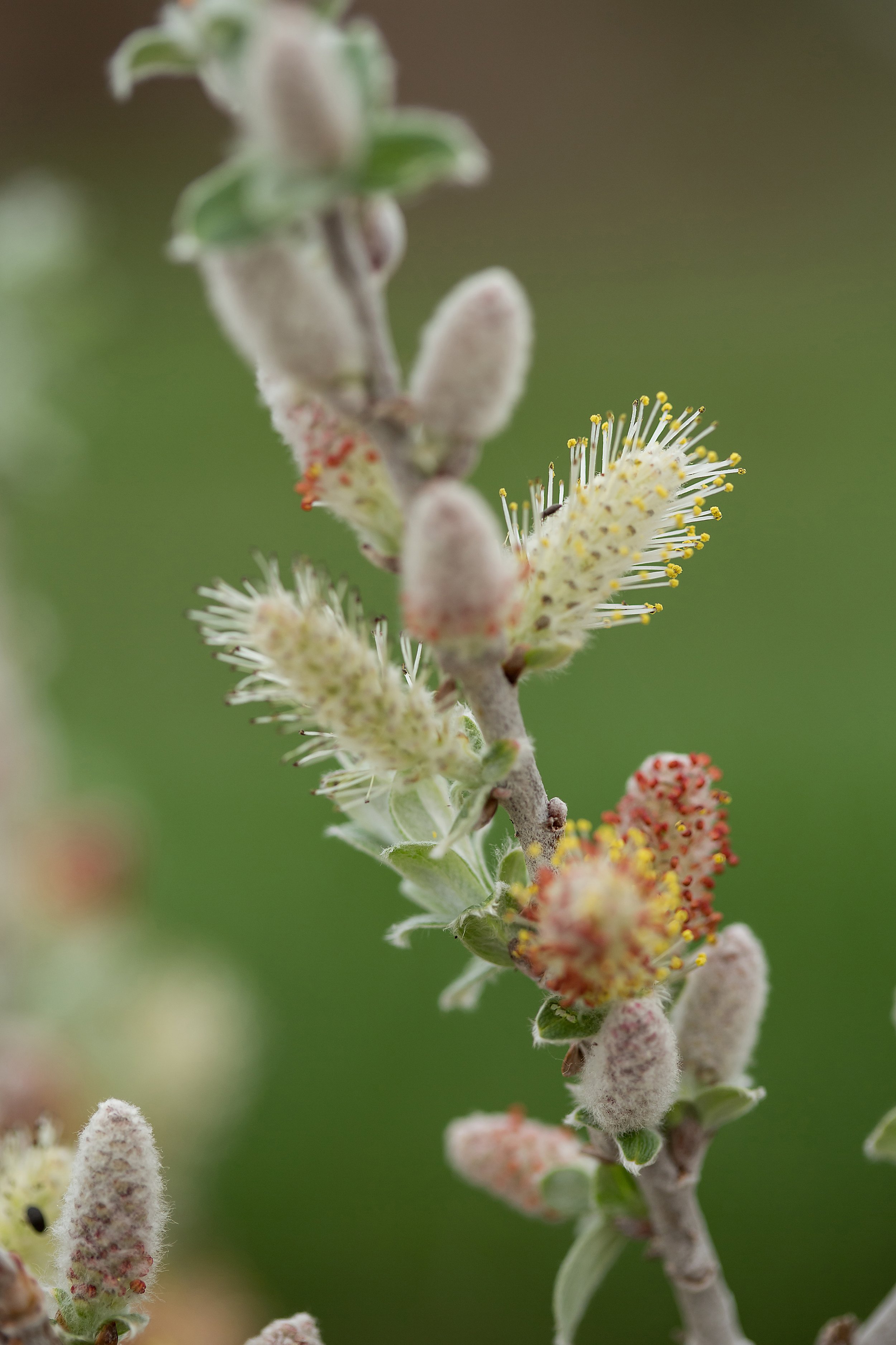 SalixIcebergAlley-021-13138-1.jpg