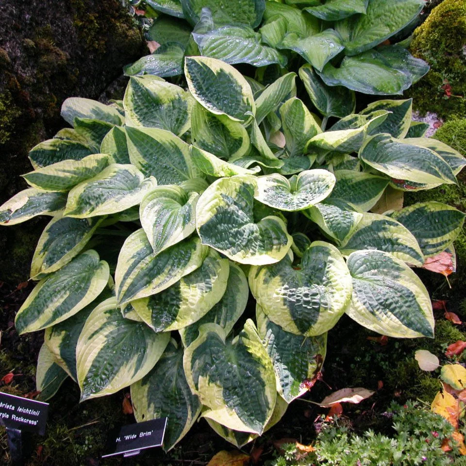 Hosta x 'Wide Brim'