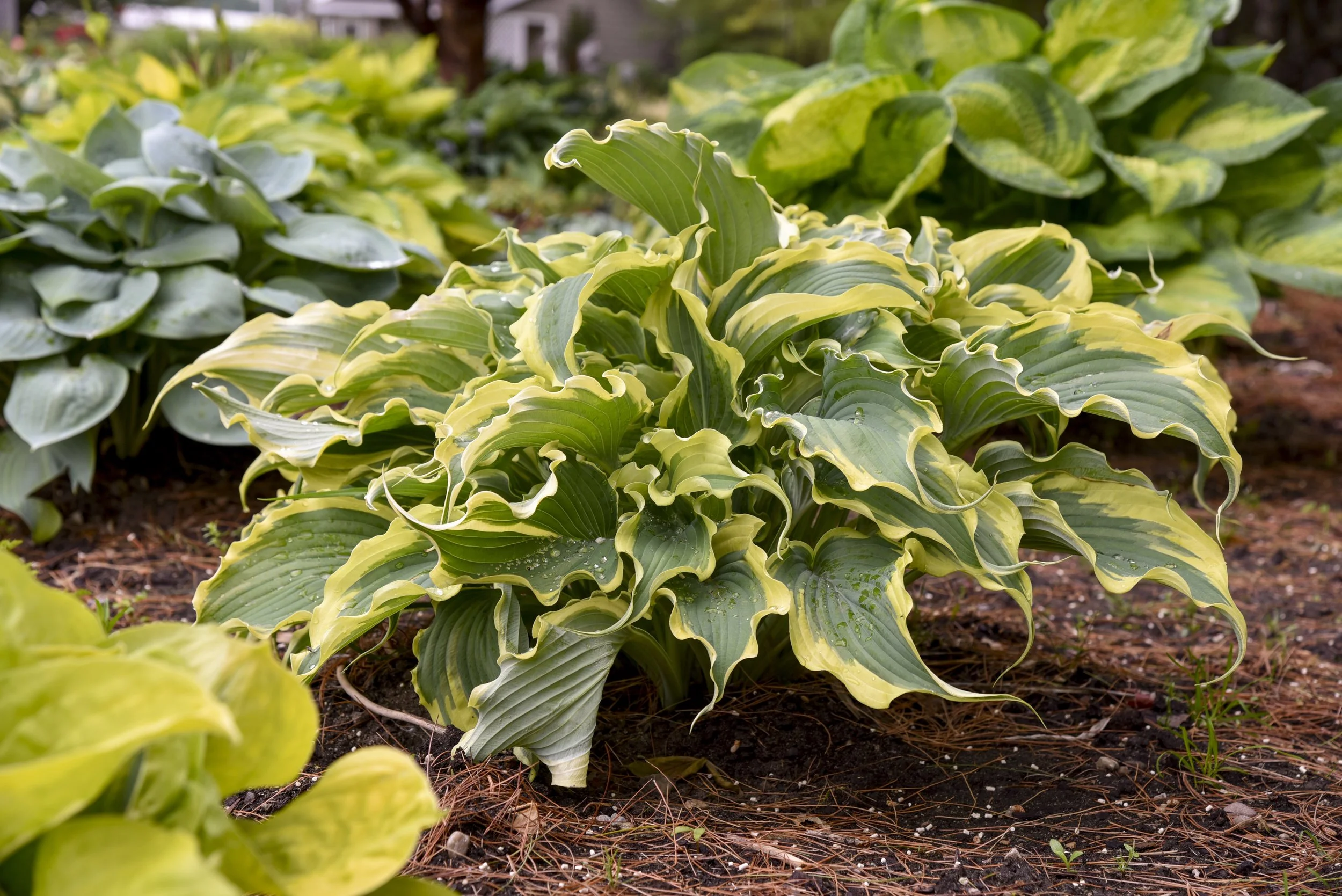 Hosta x 'Voices in the Wind'