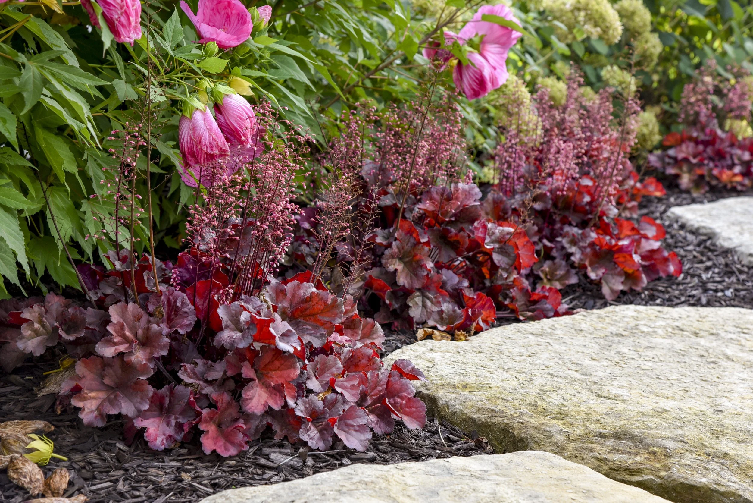 Heuchera 'Cherry Truffles'