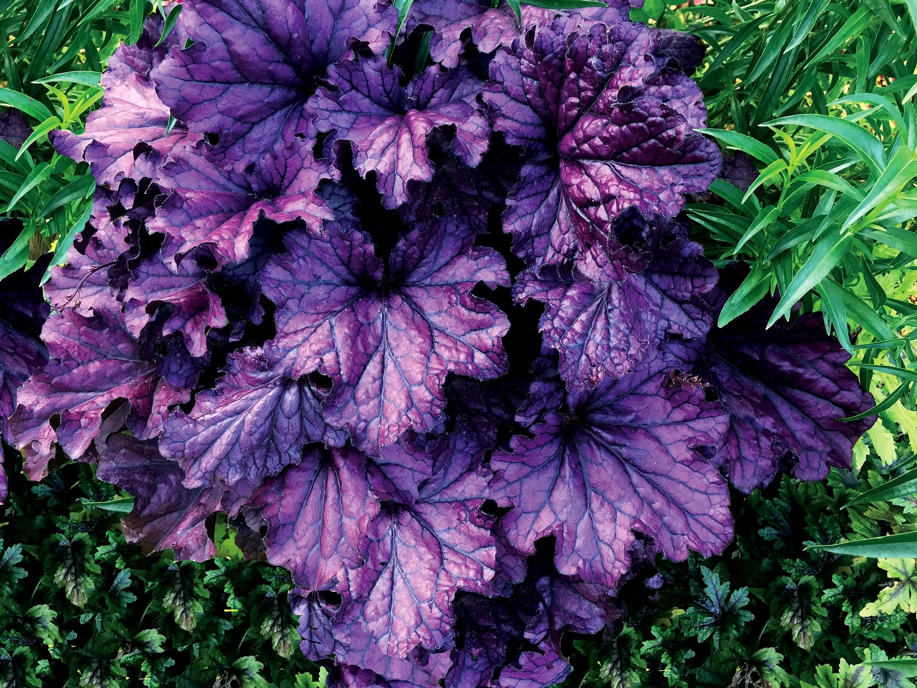 Heuchera-Forever-Purple-14.jpg