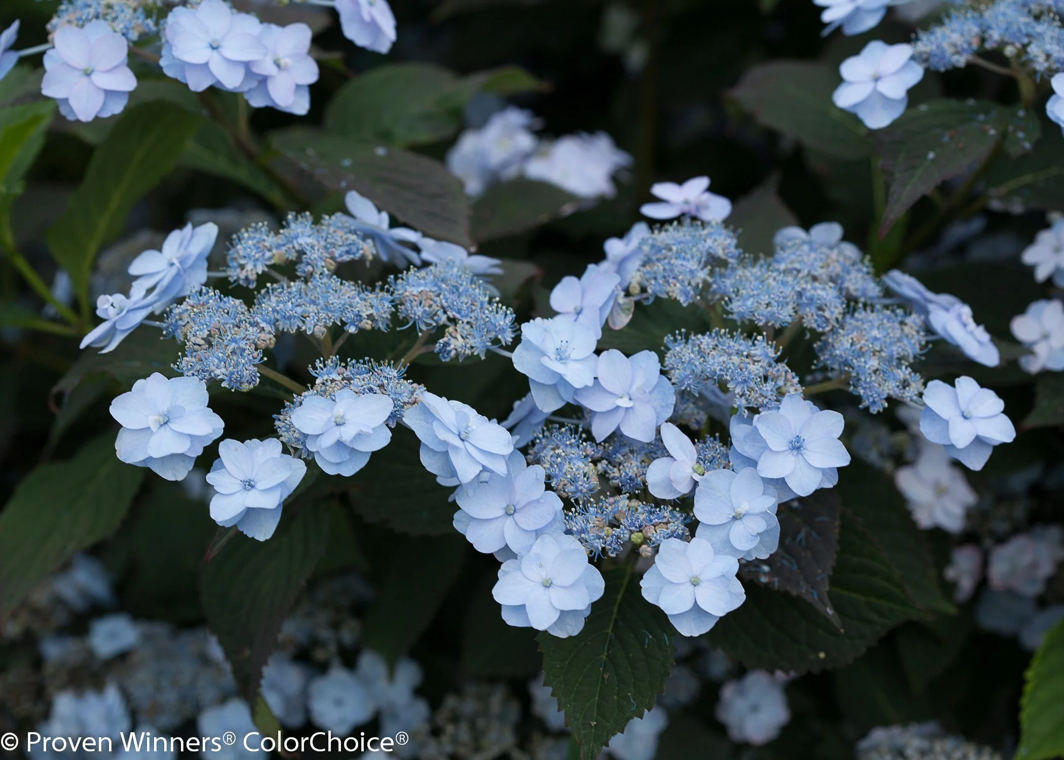 tiny_tuff_stuff_hydrangea-2.jpg