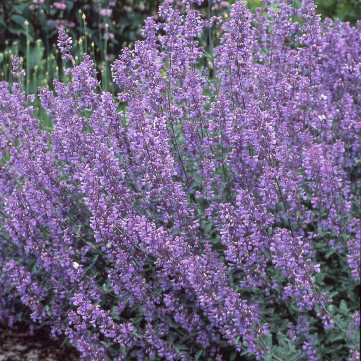 Nepeta racemosa 'Walker's Low'
