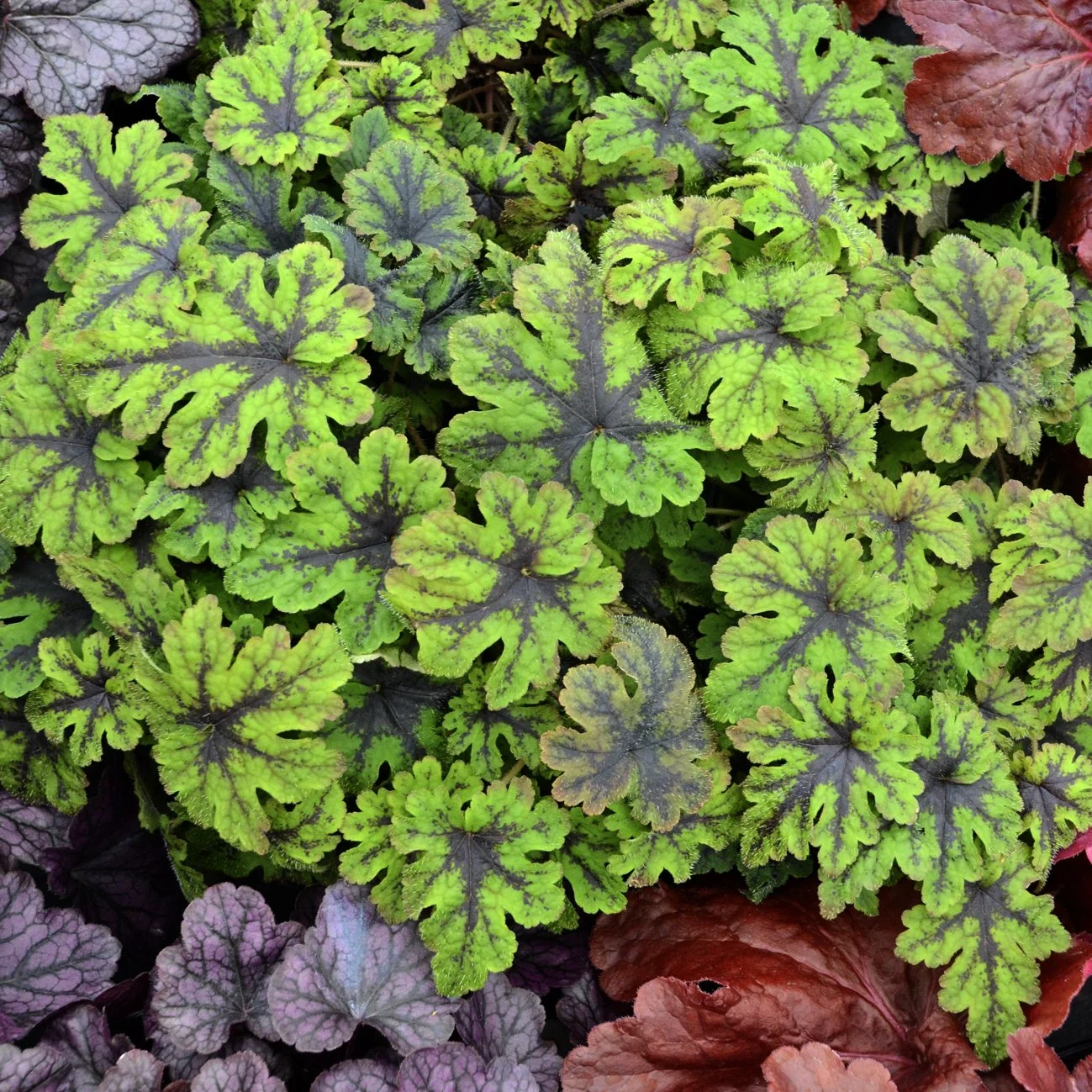Tiarella x 'Fingerpaint'