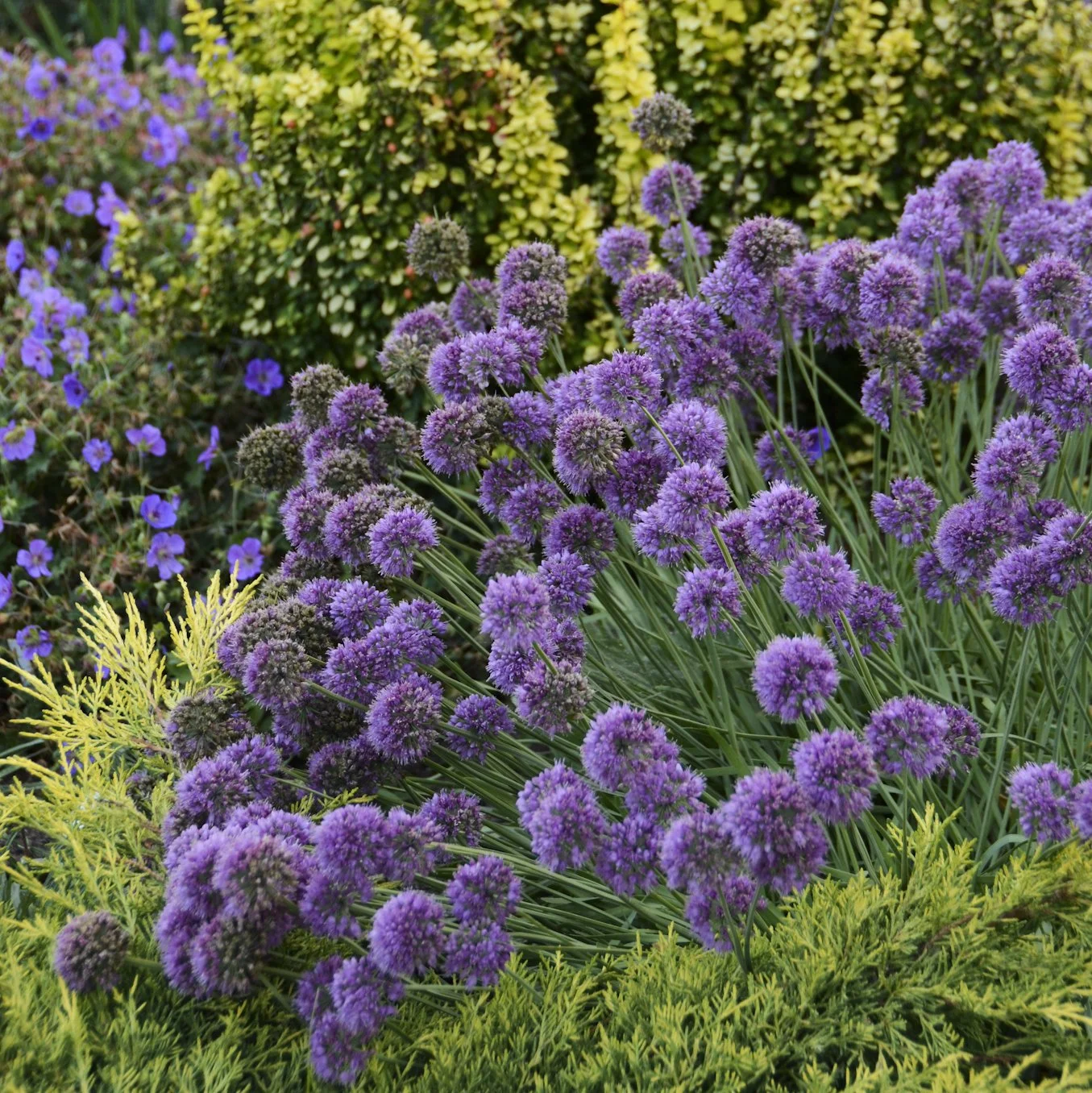 Allium x 'Medusa'