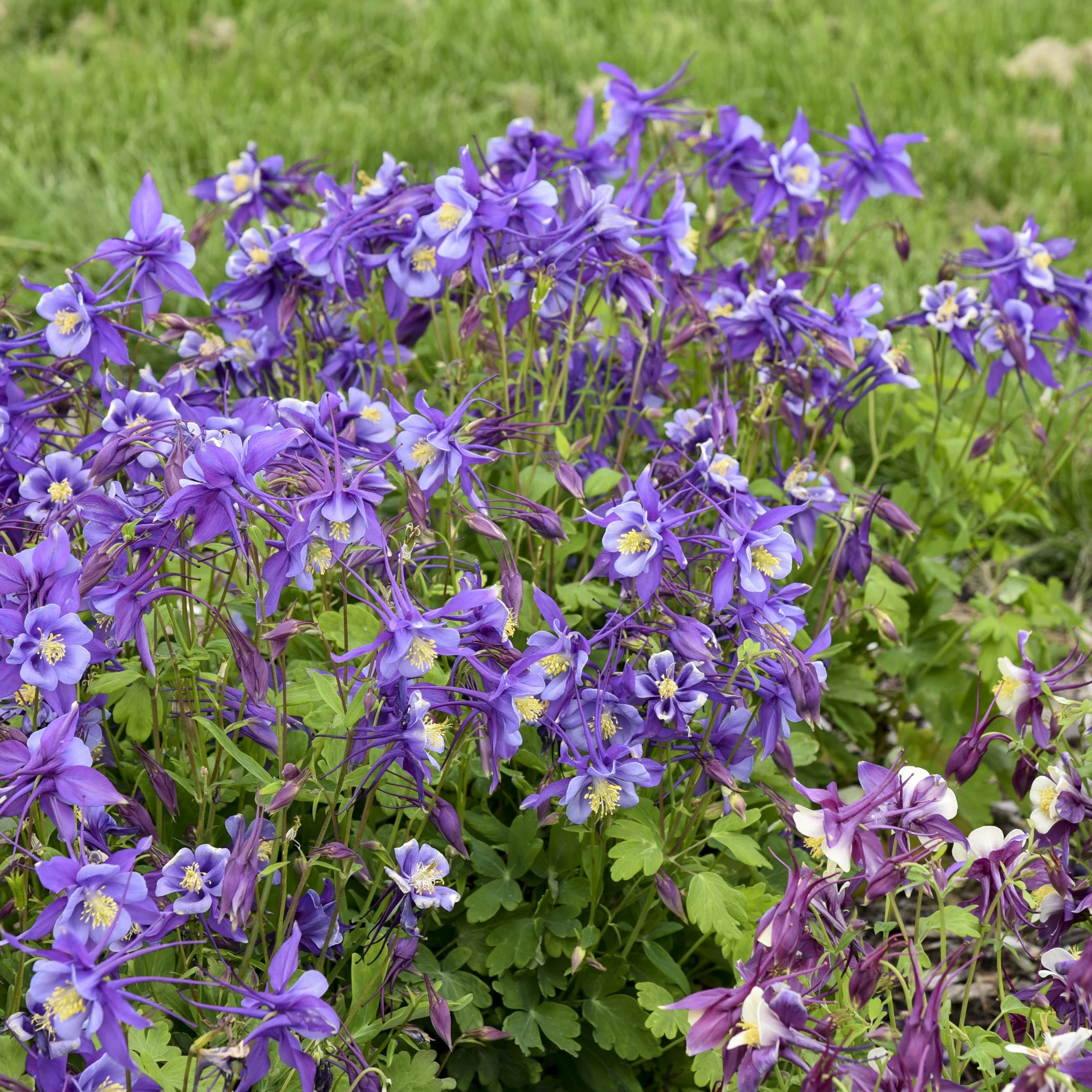 Aquilegia x 'Purple & Blue'