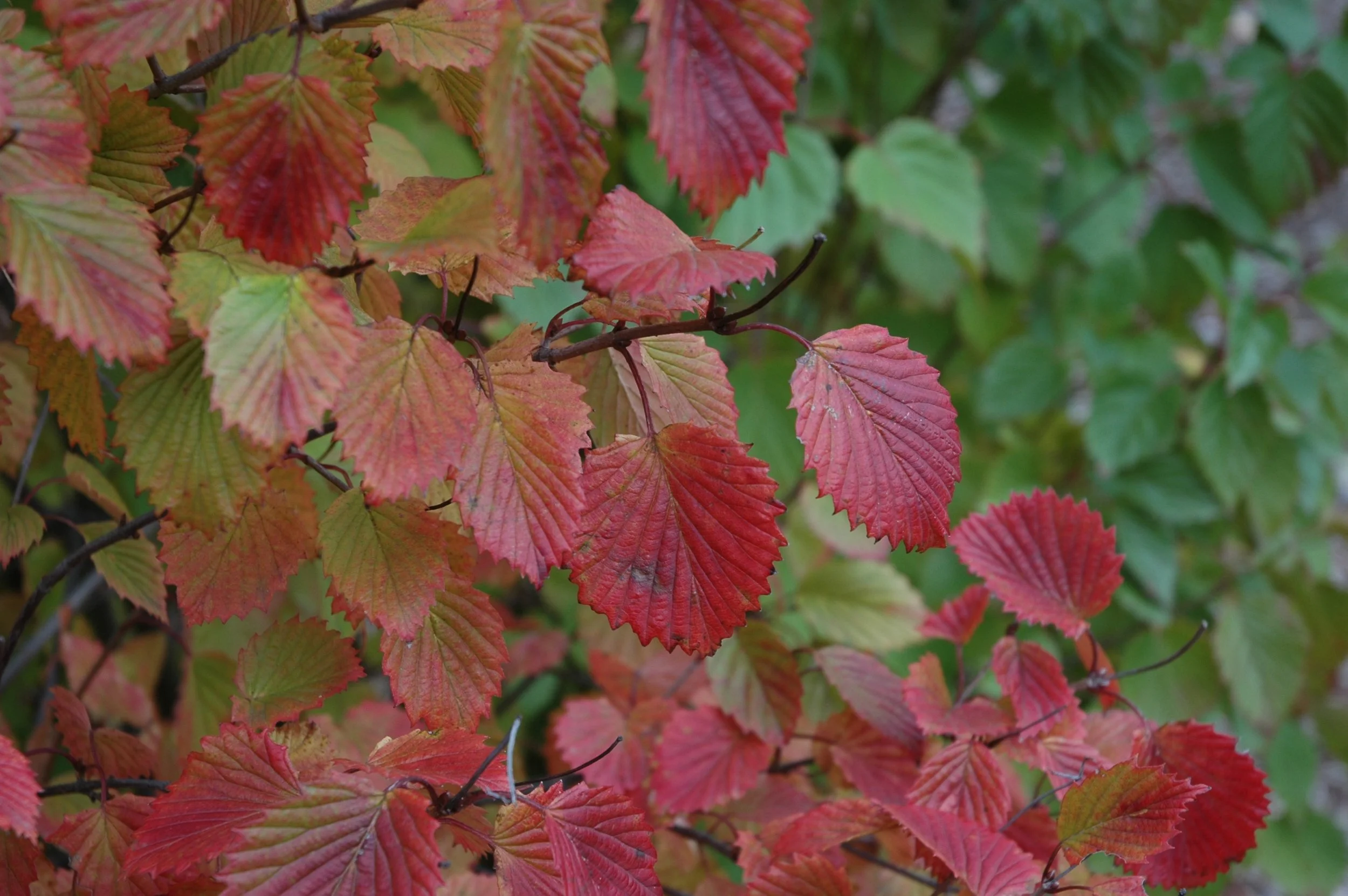vib-autumn-jazz-0012.jpg