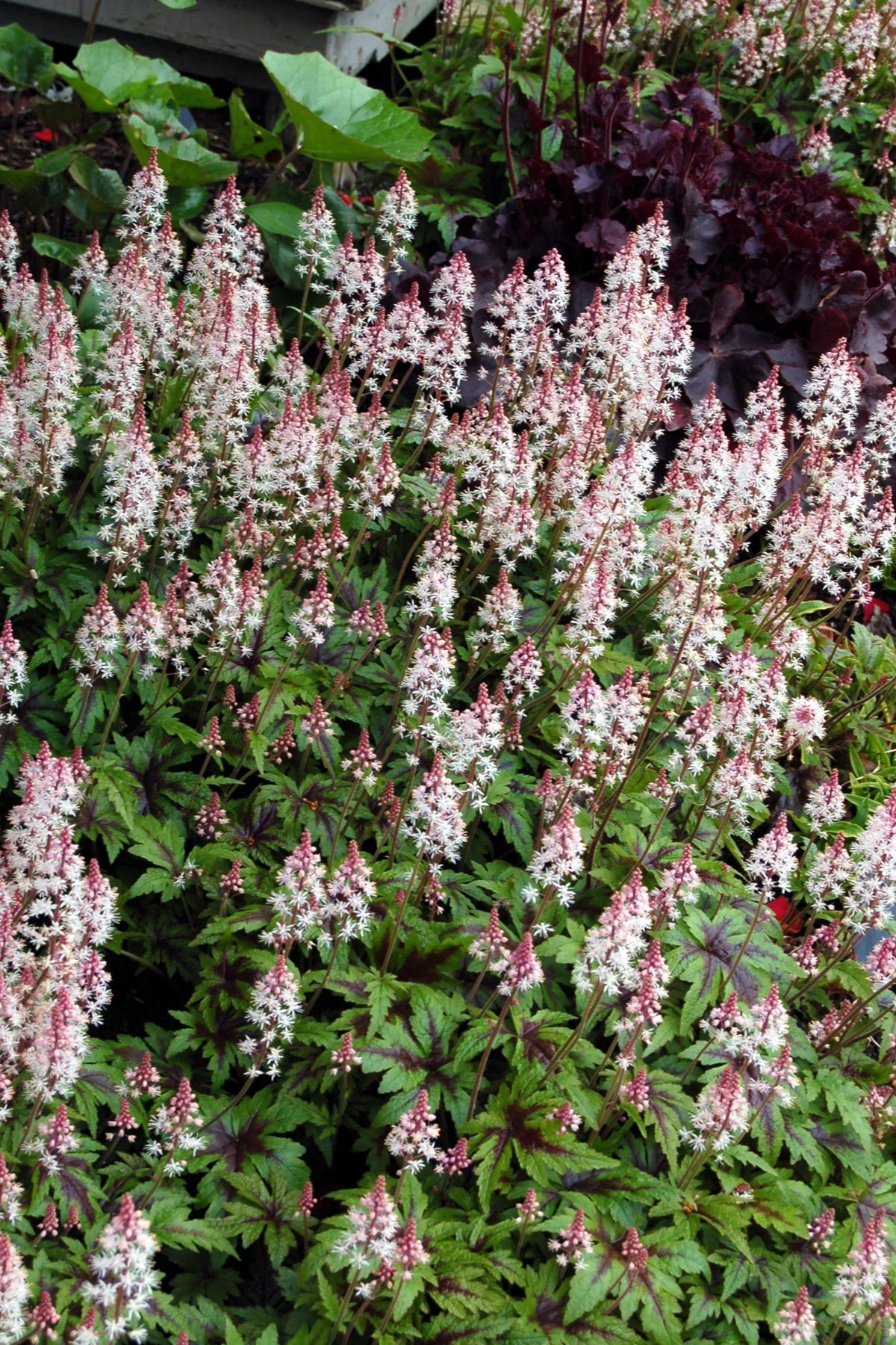 Tiarella-Sugar-and-Spice-8.jpg