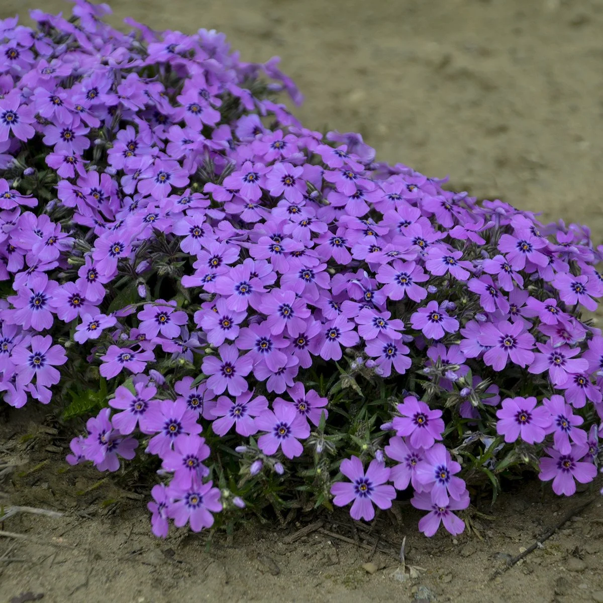 Phlox subulata 'Eye Shadow'