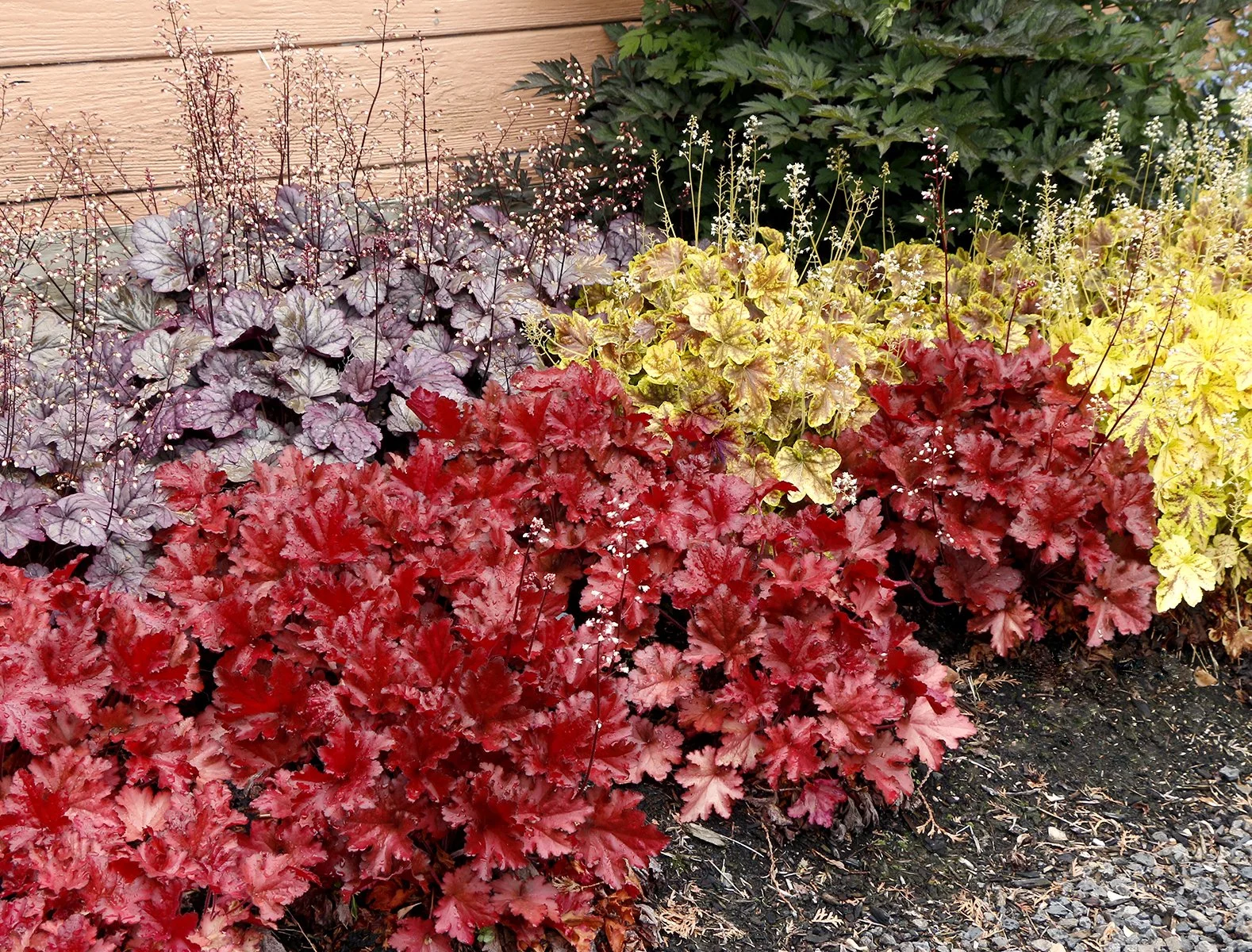 Heuchera-Forever-Red-10.jpg