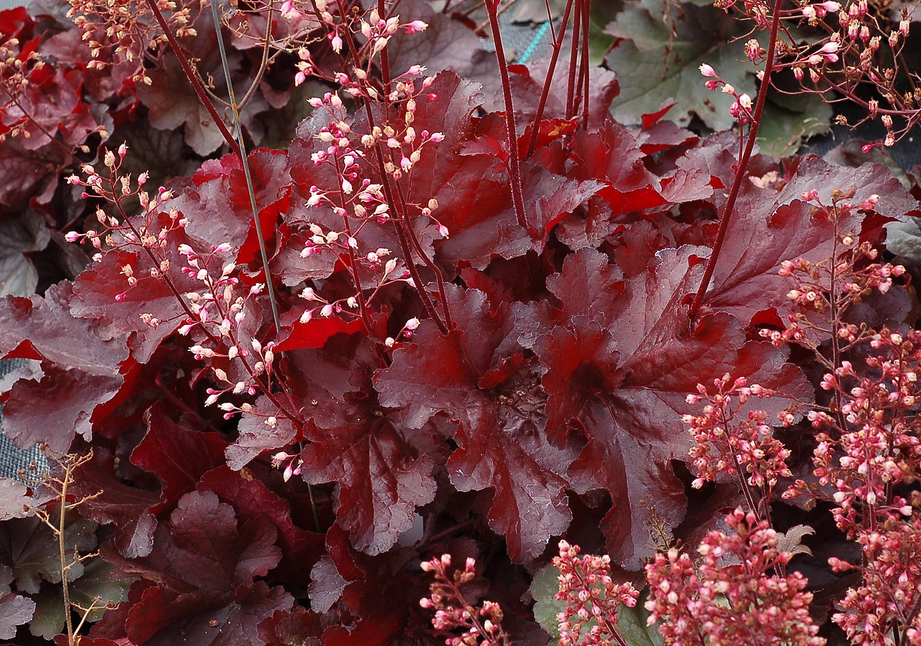 Heuchera-Forever-Red-2.jpg