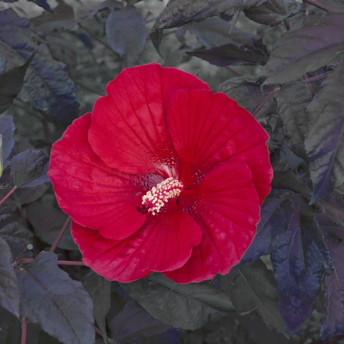 Hibiscus x 'Midnight Marvel'