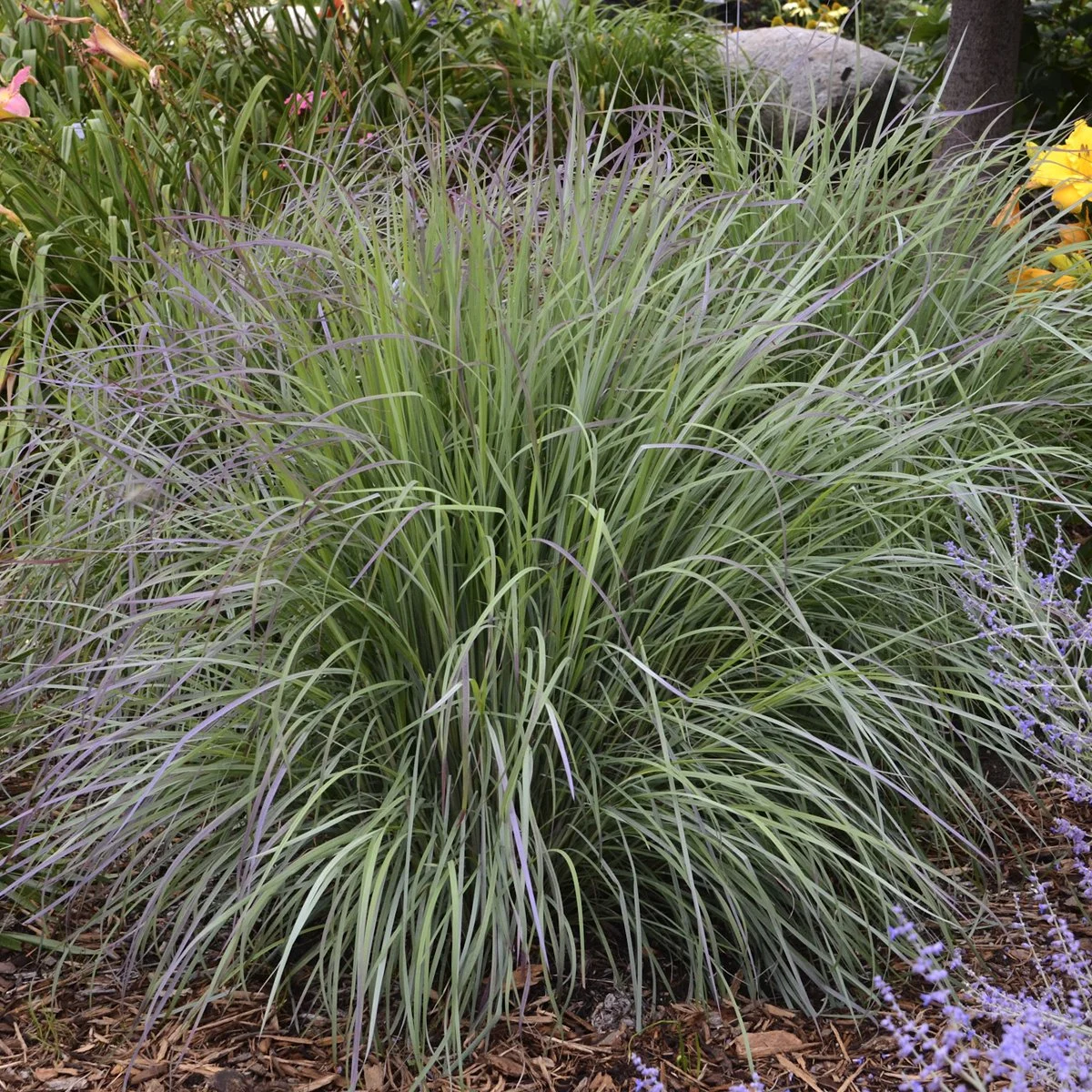 Schizachyrium scoparium 'Twilight Zone' PP27432 0000 high res.jpg