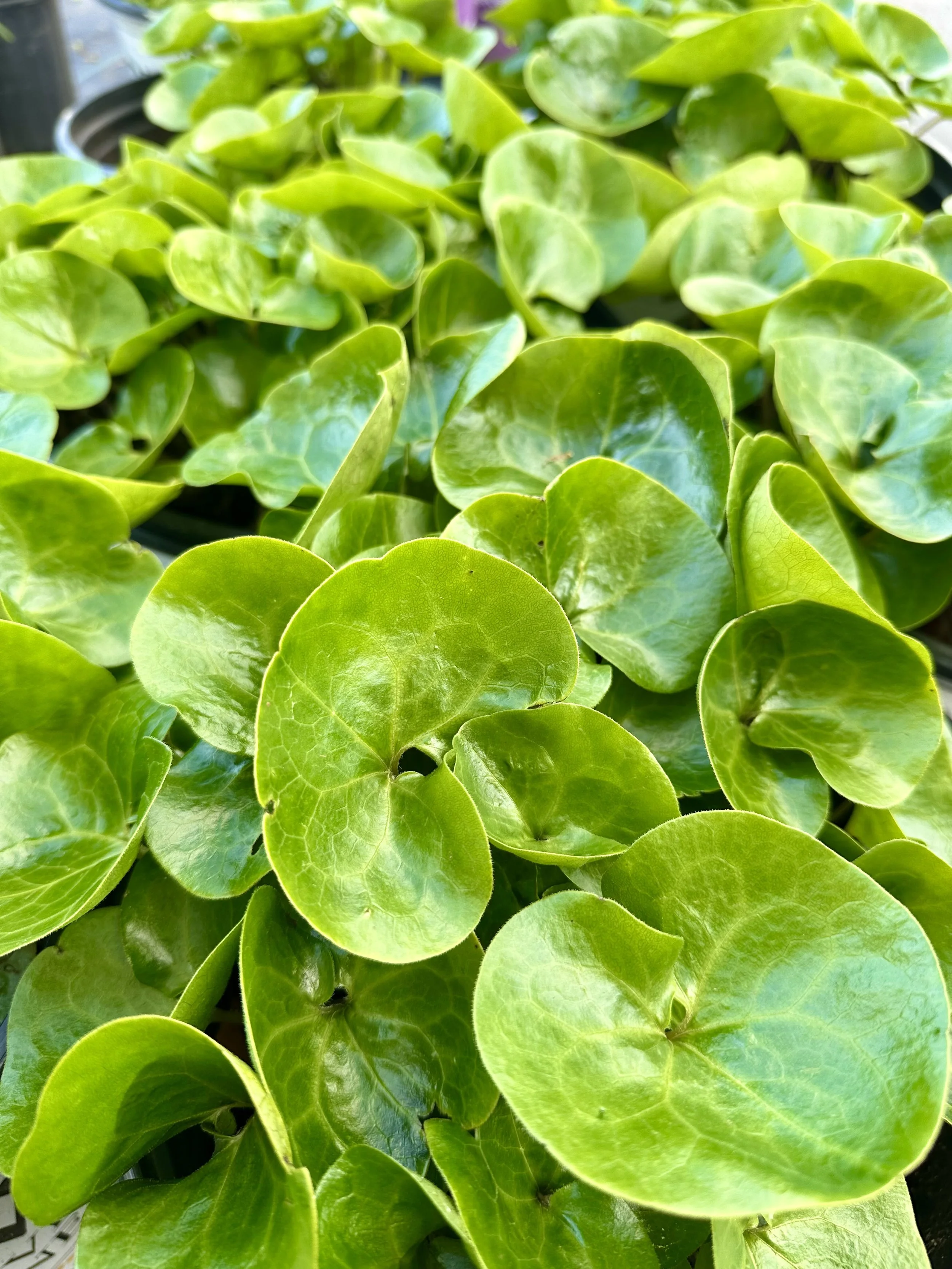 Asarum europaeum (European Wild Ginger)