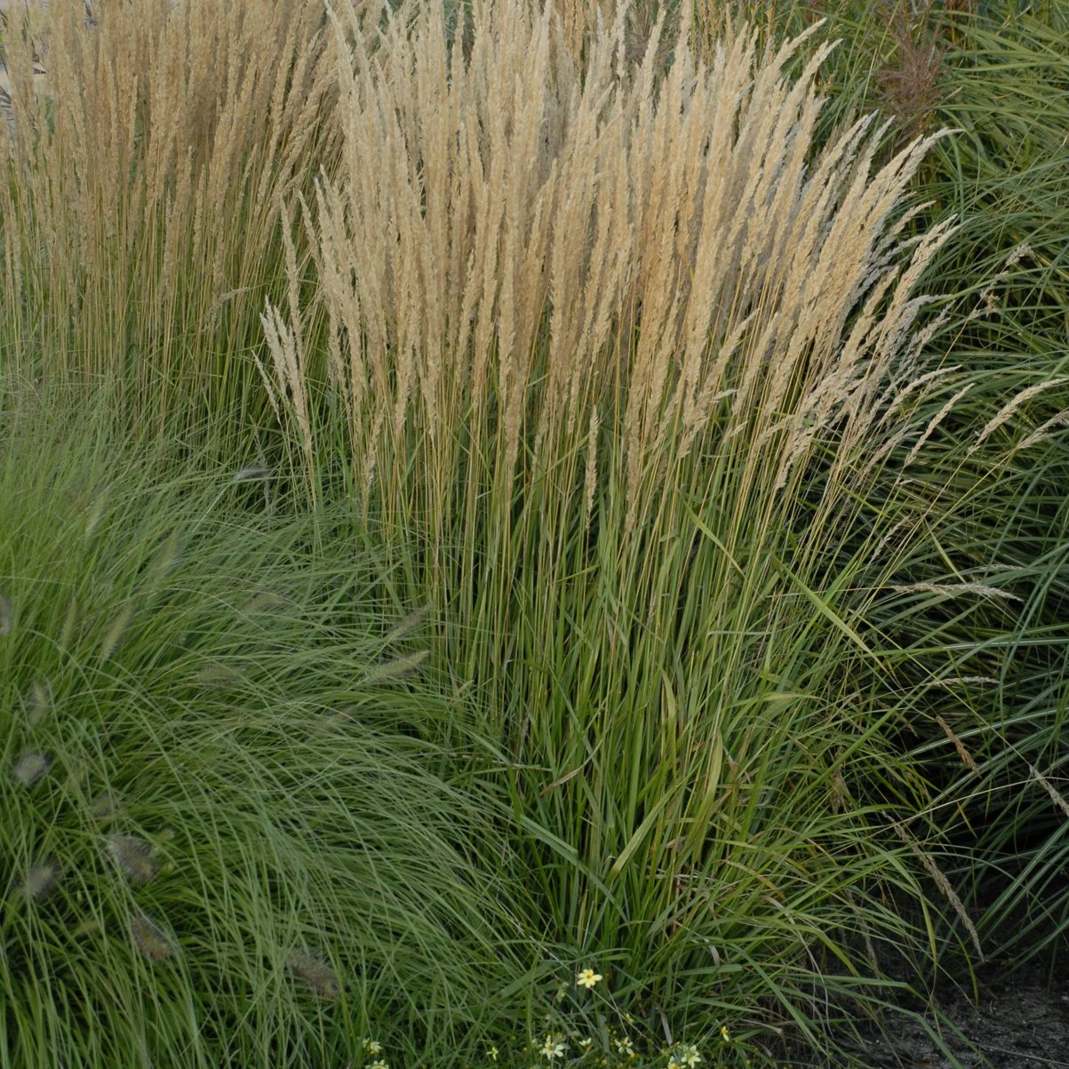 Calamagrostis acutiflora 'Karl Foerster' 0001 high res.jpg