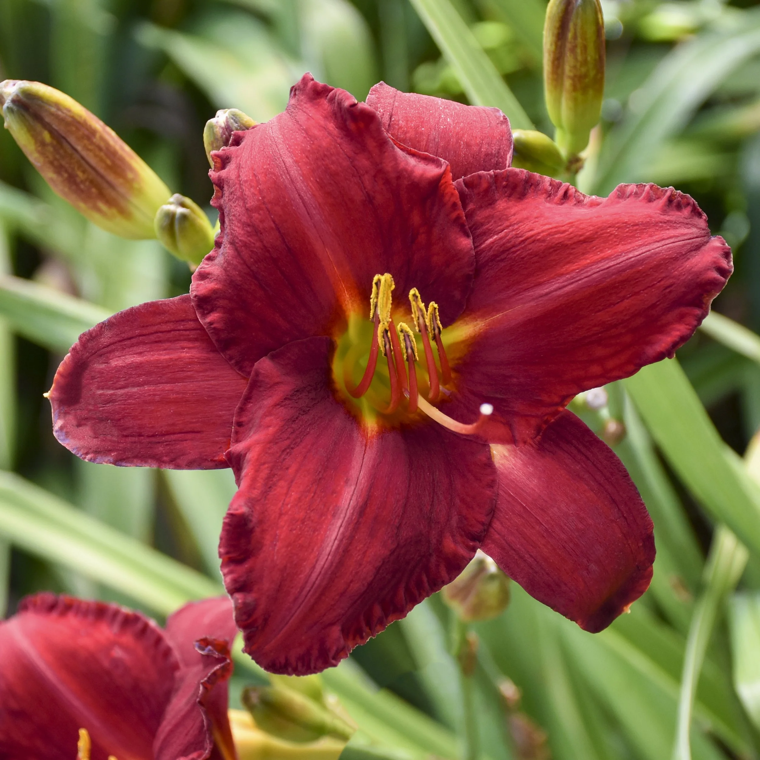 Hemerocallis 'Chicago Apache' 0002 high res.jpg