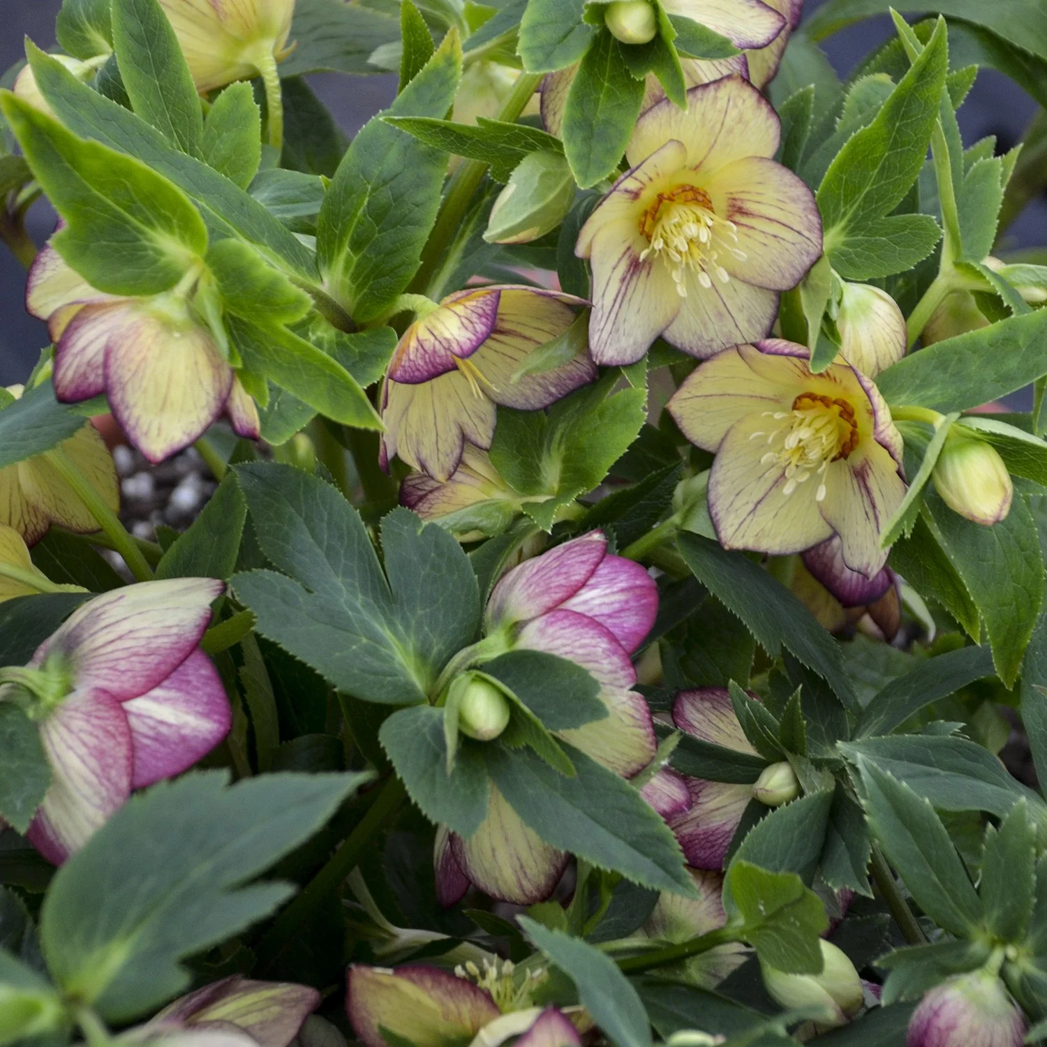 Helleborus 'Tropical Sunset'