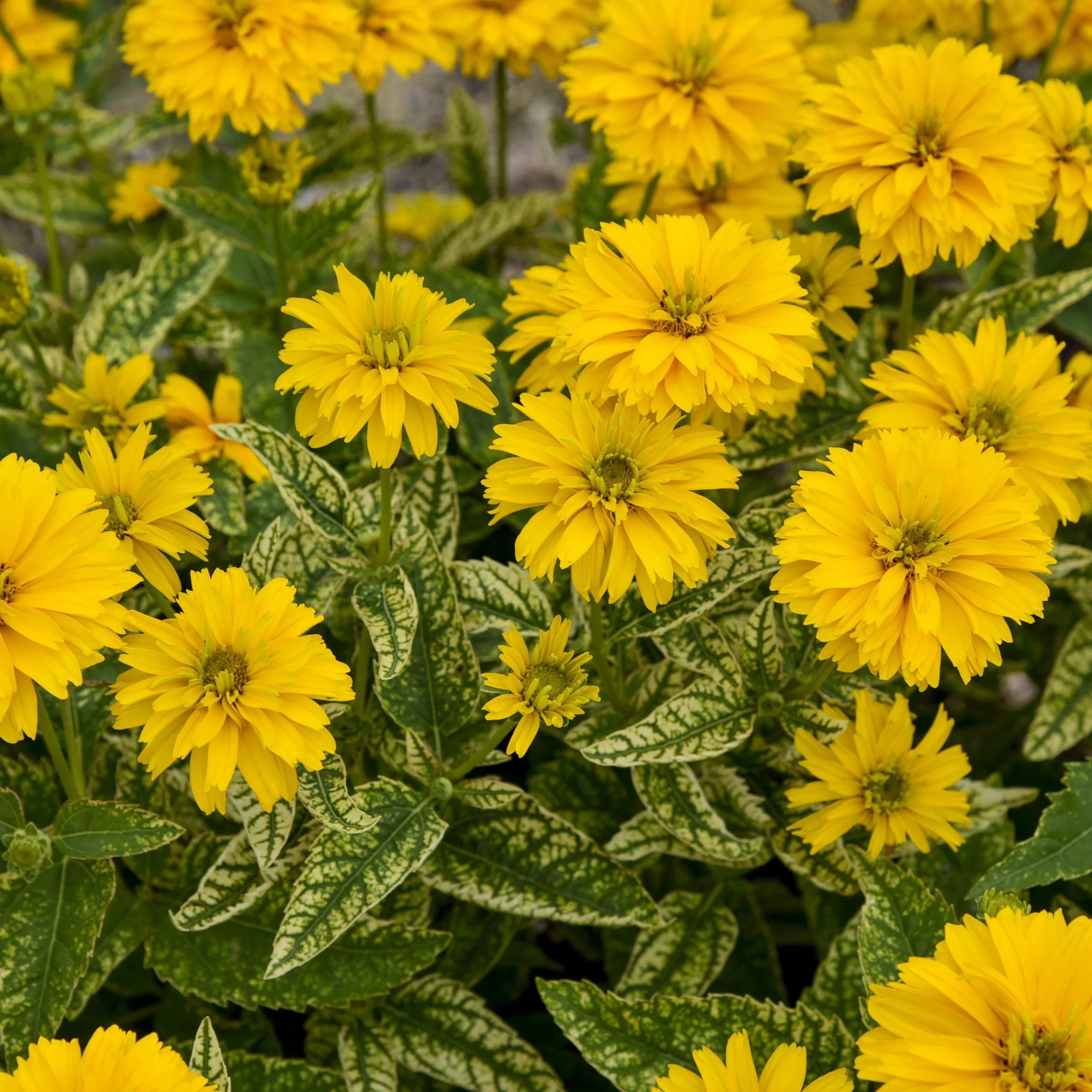 Heliopsis helianthoides 'Sunny Disposition' PP37343 0001 high res.jpg