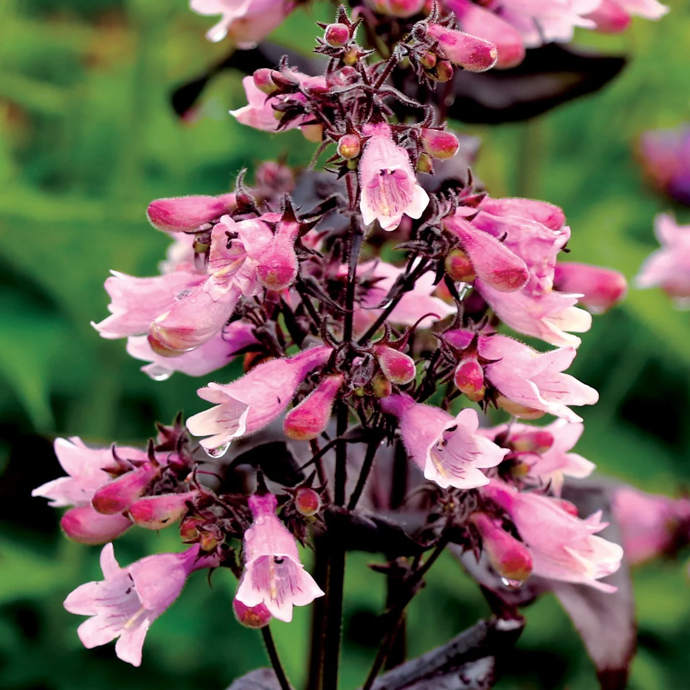 Penstemon-Dakota-Burgundy-3.jpg