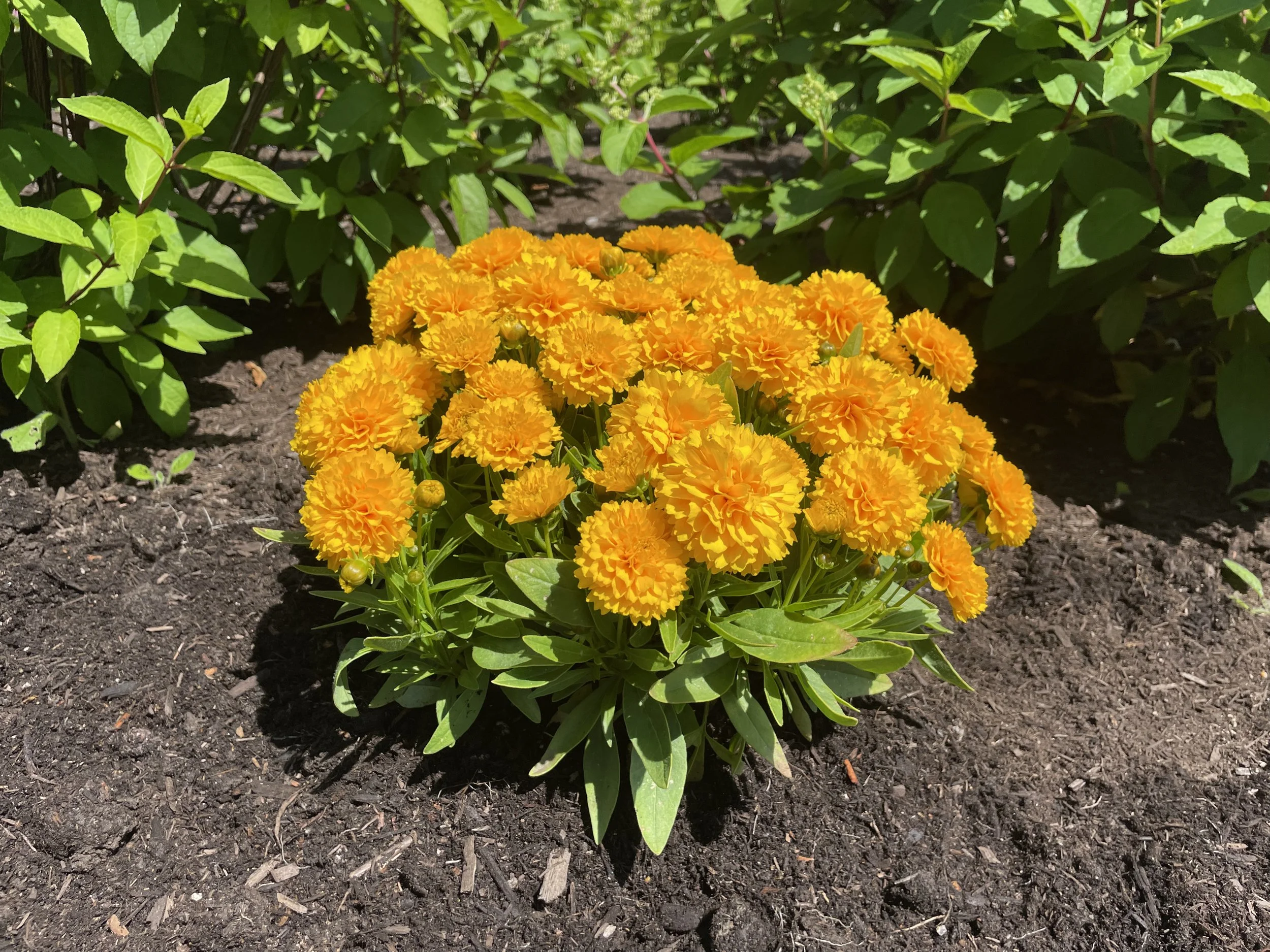 Coreopsis-Solanna-Golden-Sphere-landscape-01.jpg